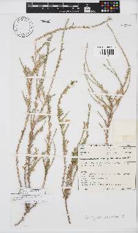 Image of Amphiglossa corrudifolia