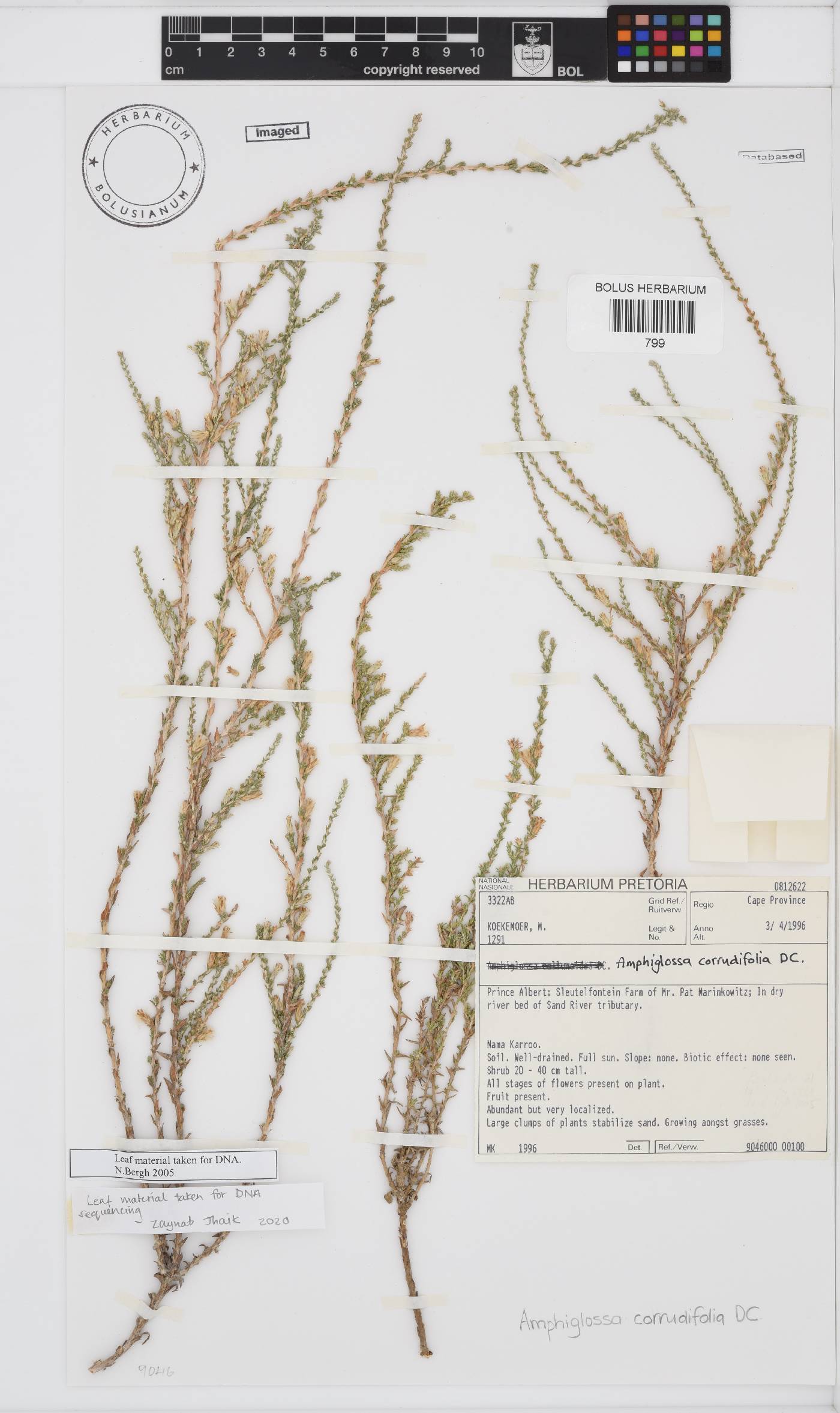Amphiglossa corrudifolia image