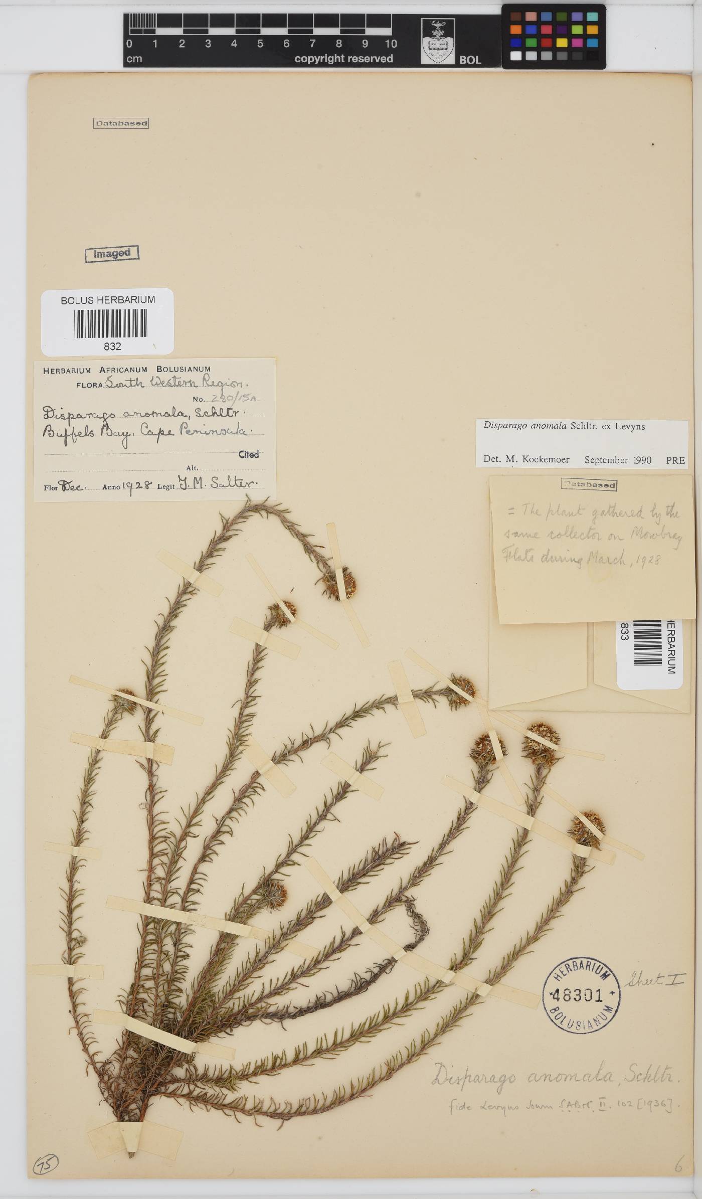 Disparago anomala image