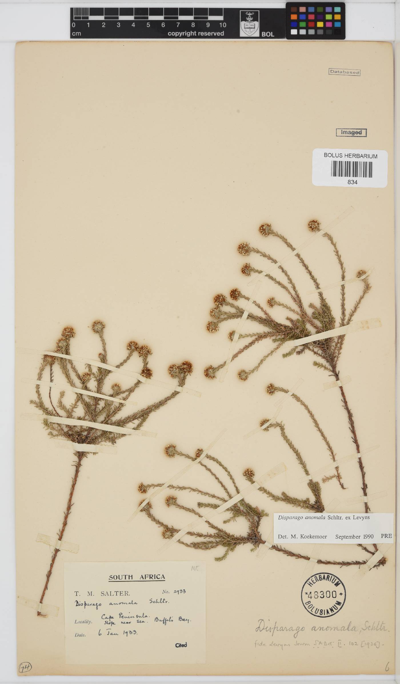 Disparago anomala image