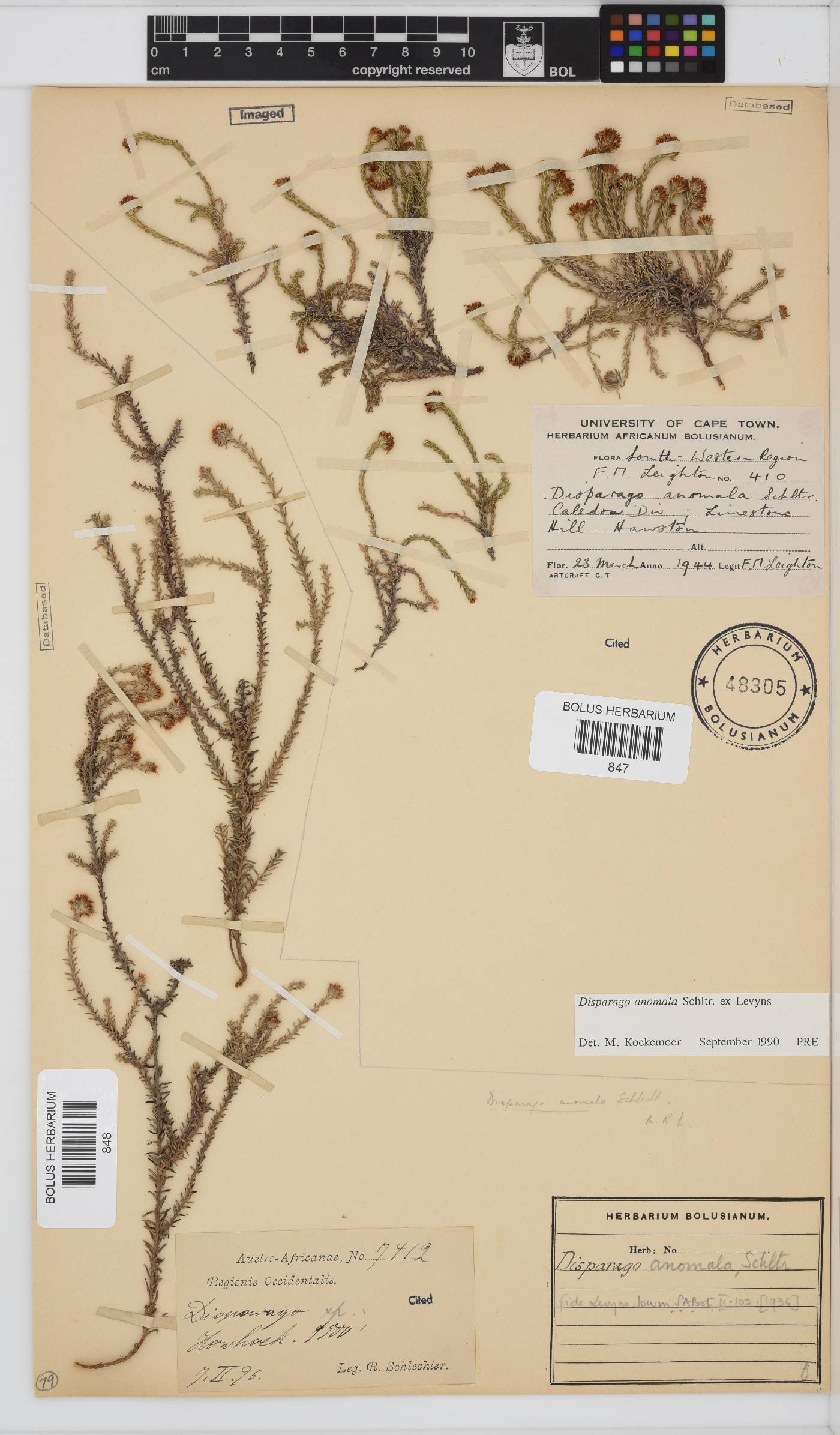 Disparago anomala image