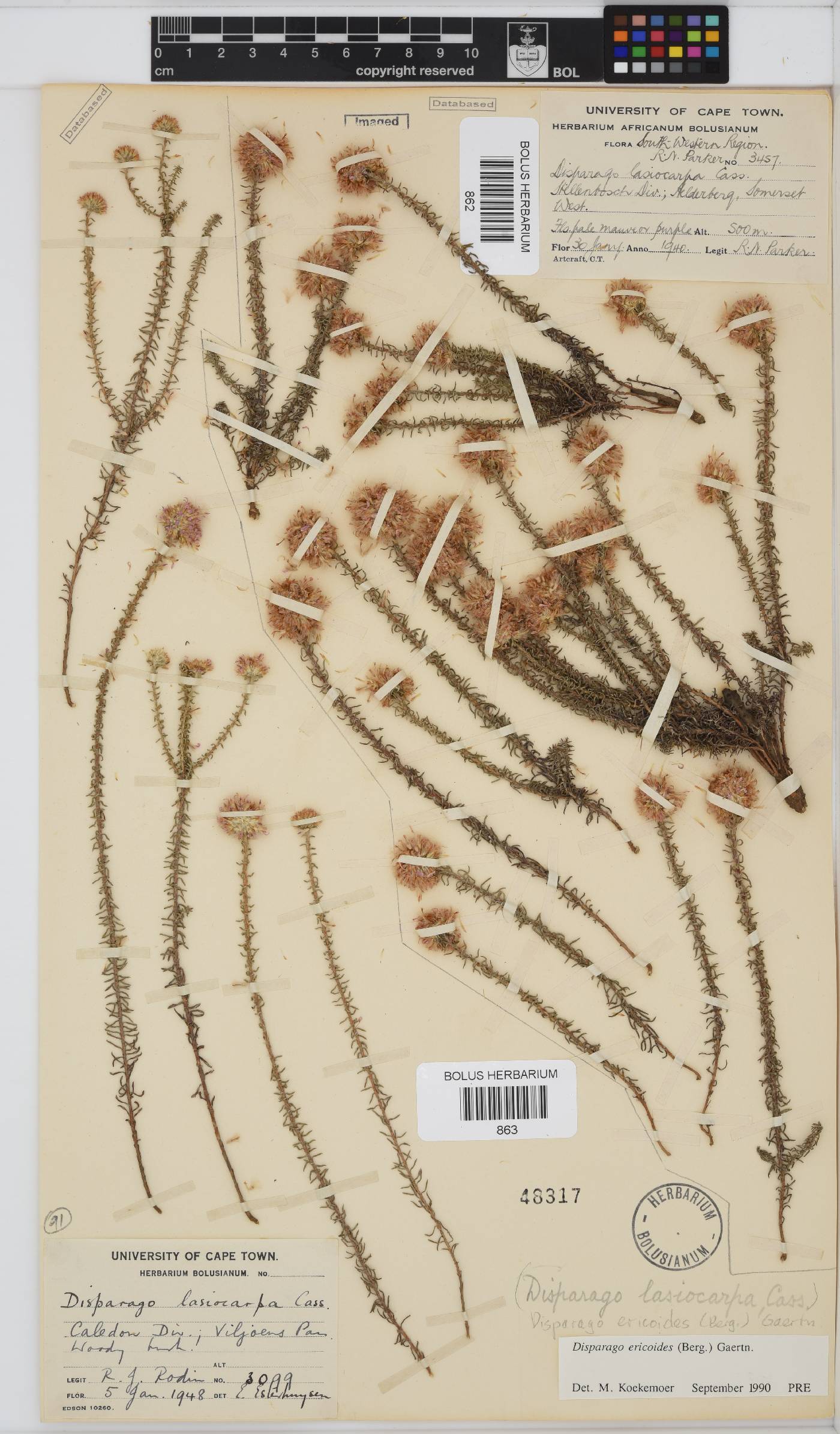 Disparago ericoides image