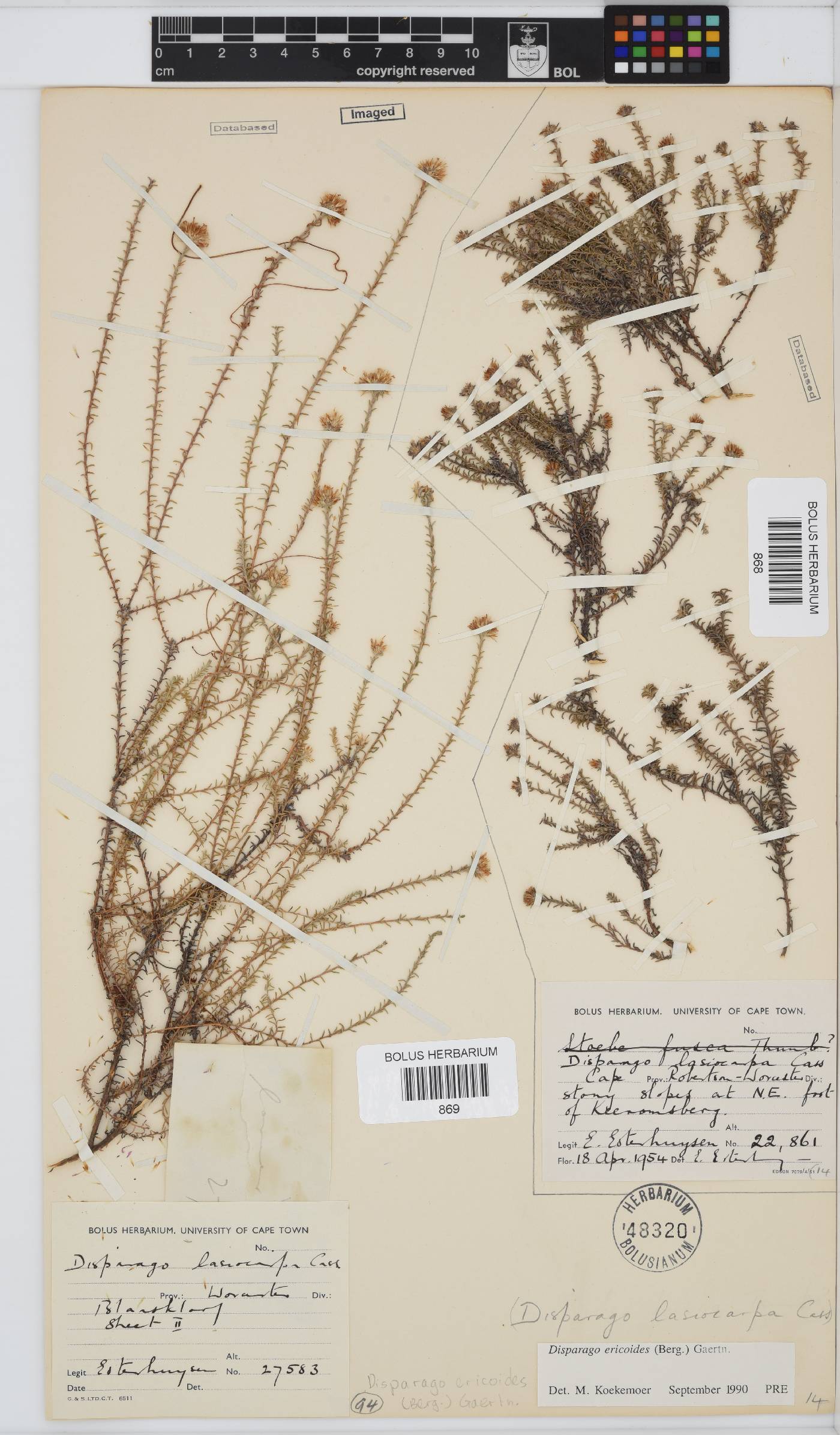 Disparago ericoides image
