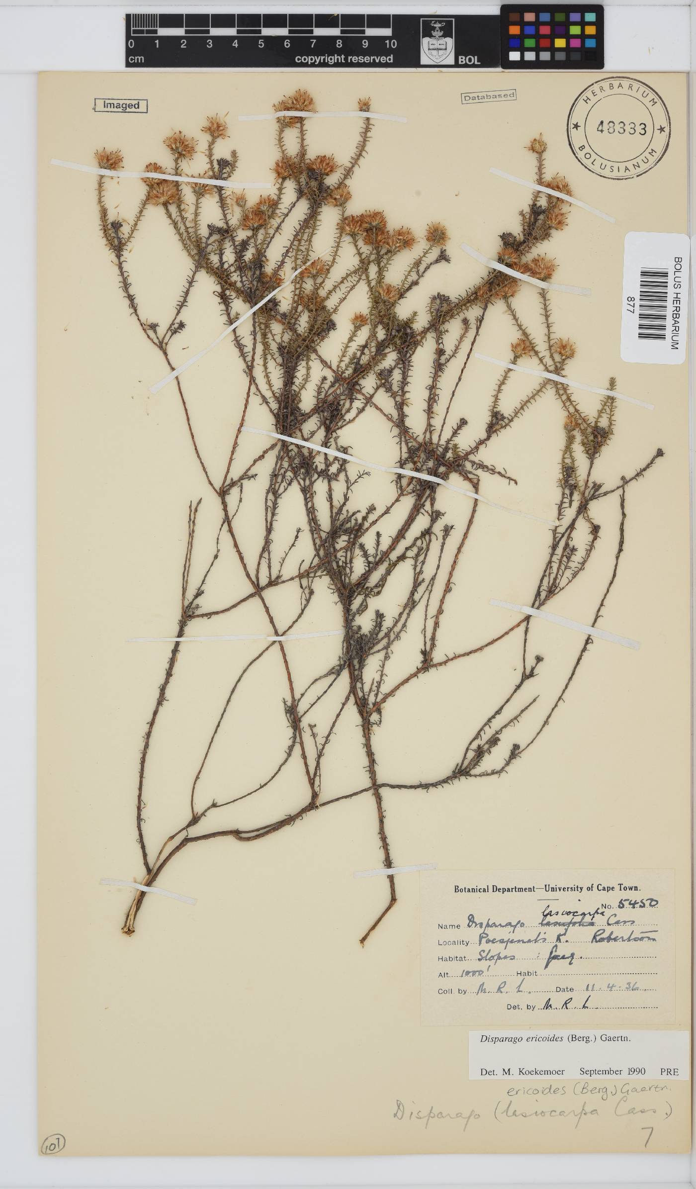 Disparago ericoides image