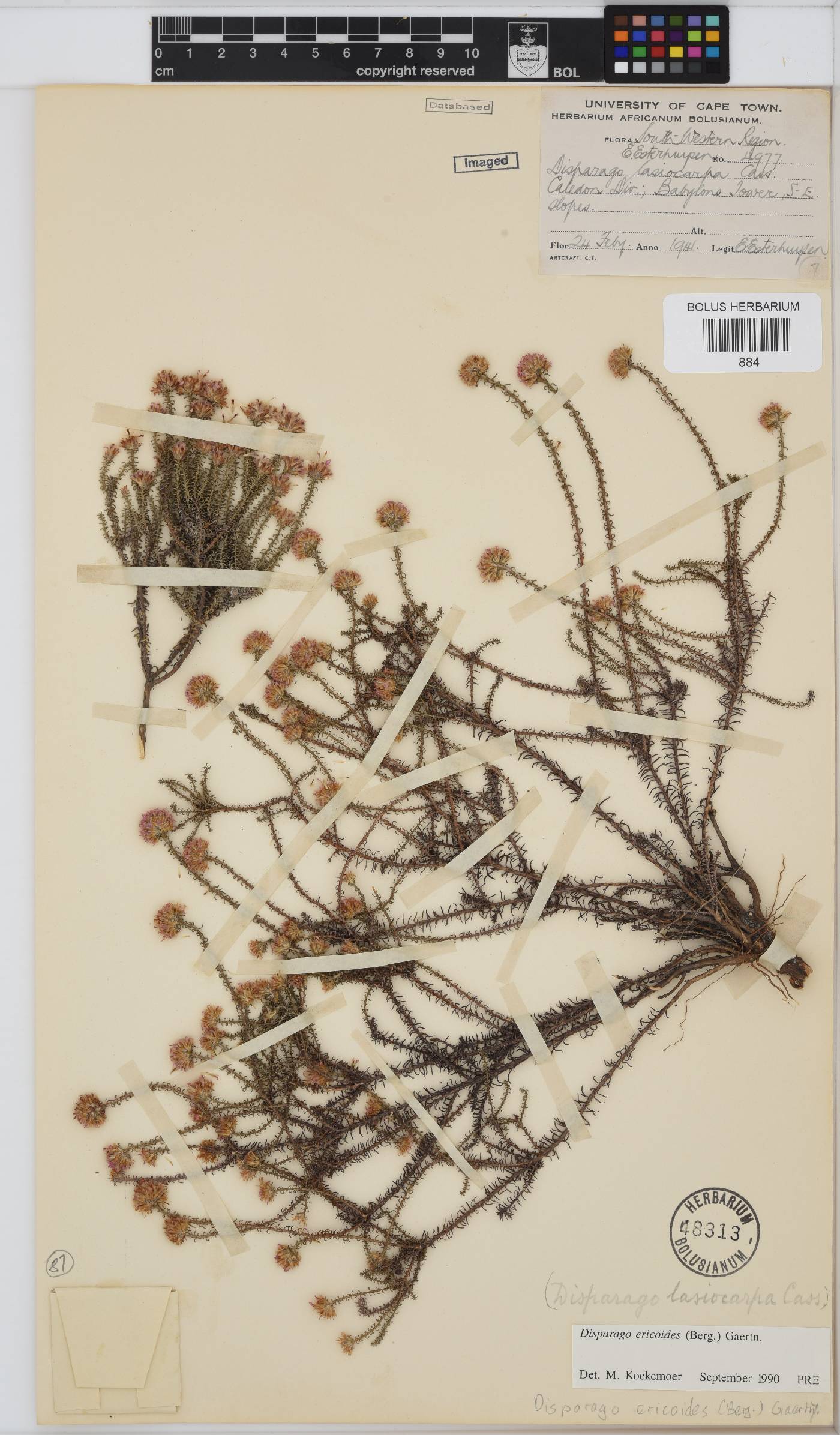 Disparago ericoides image