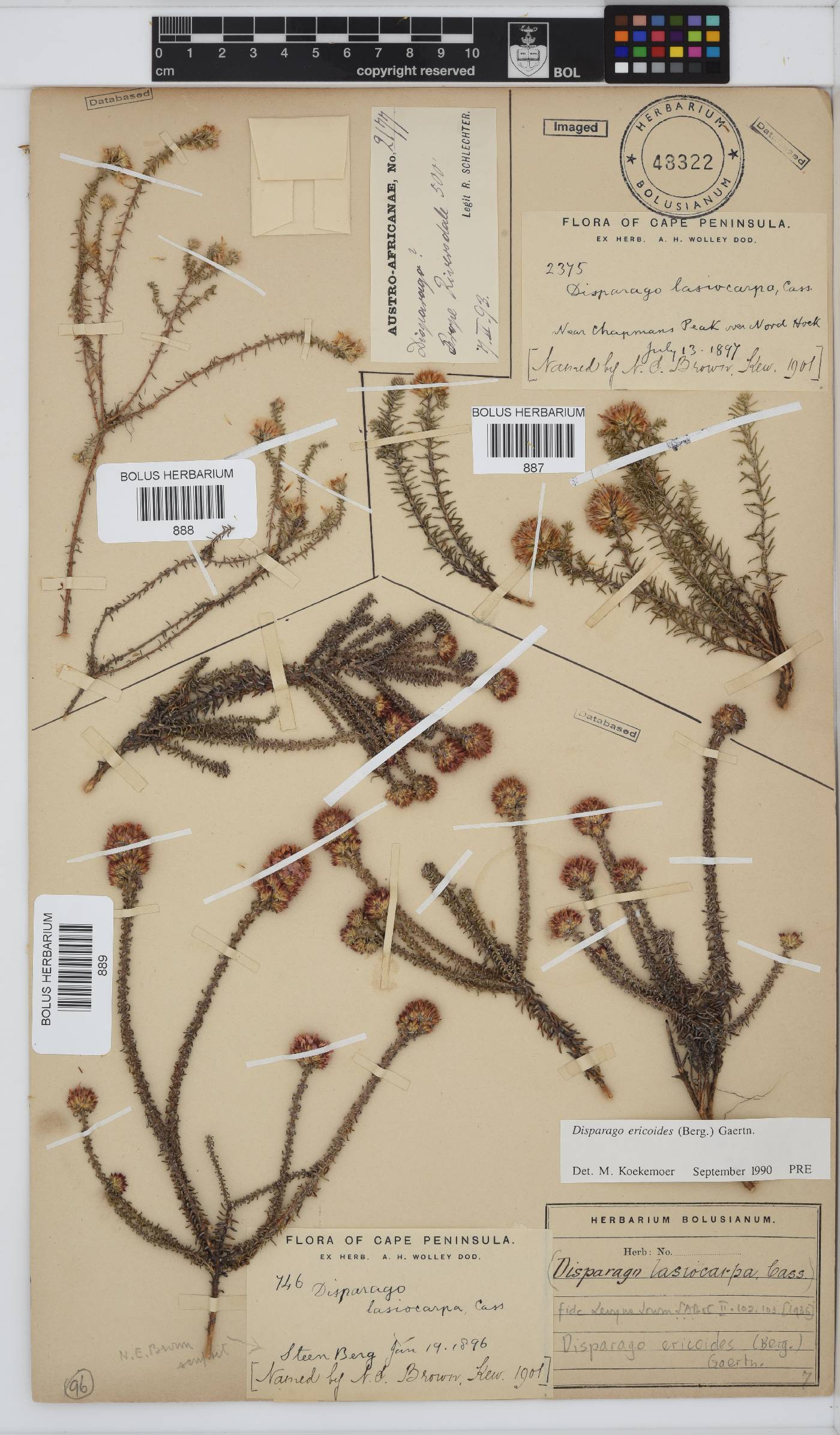 Disparago ericoides image