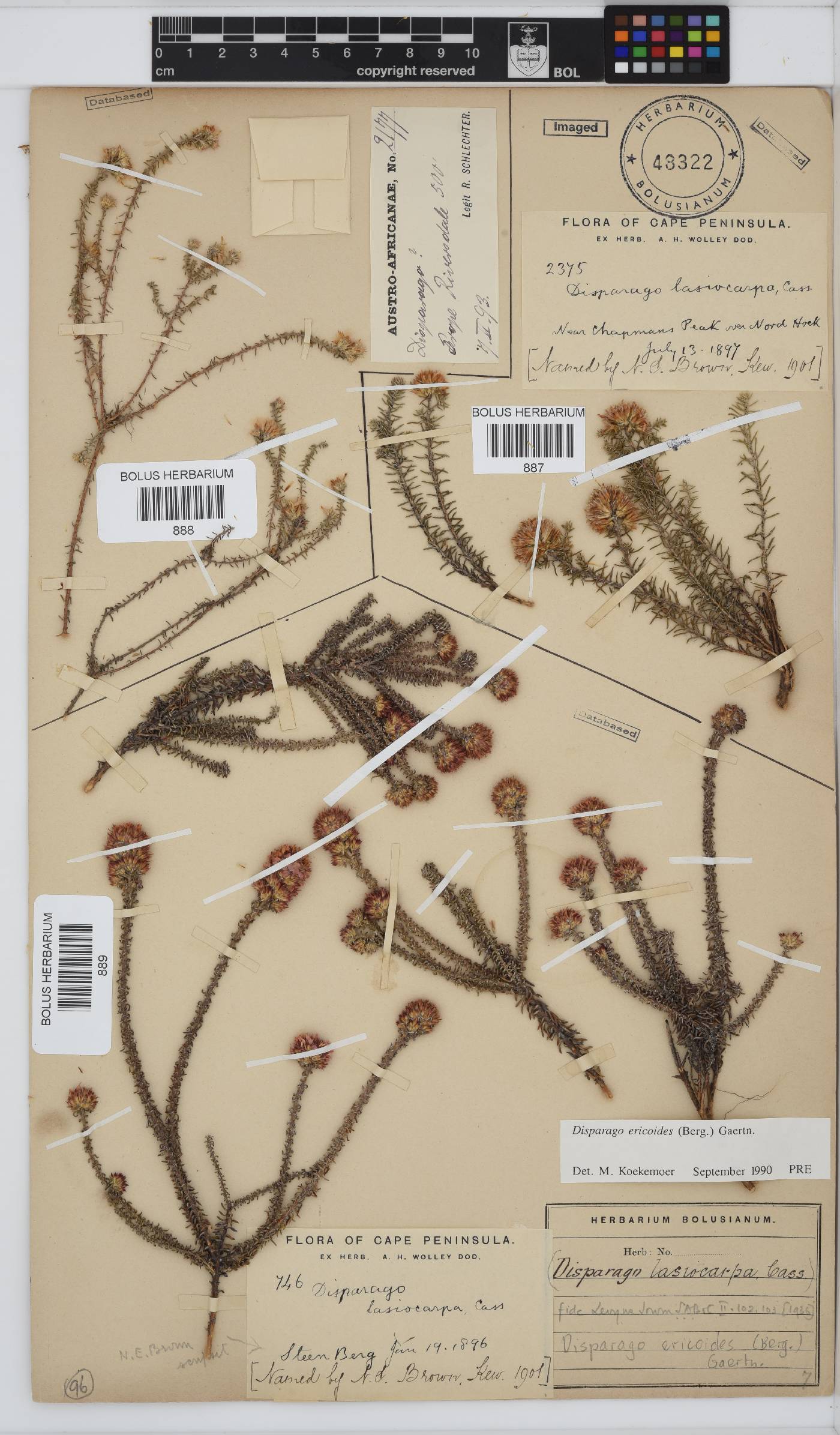 Disparago ericoides image
