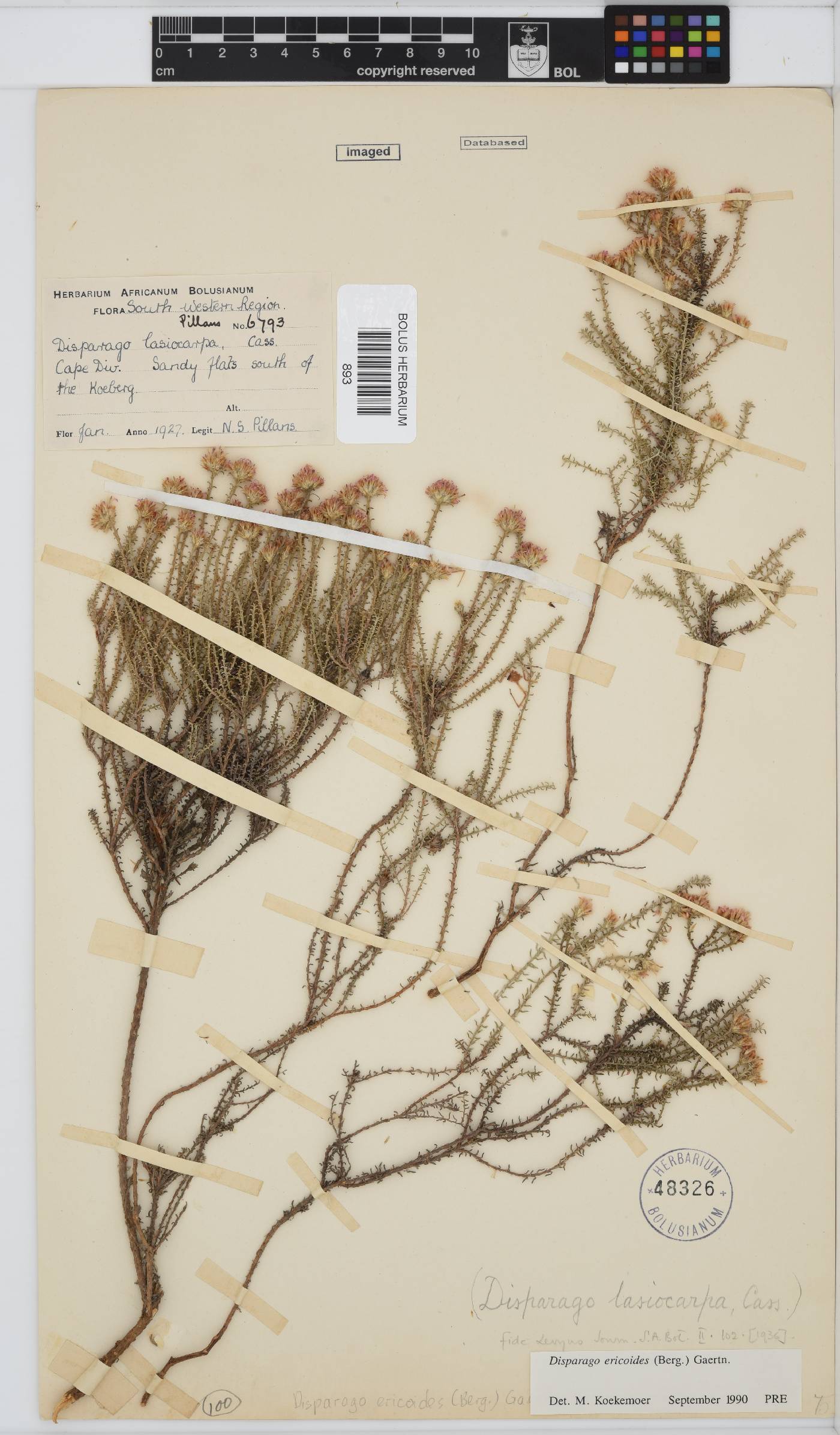 Disparago ericoides image