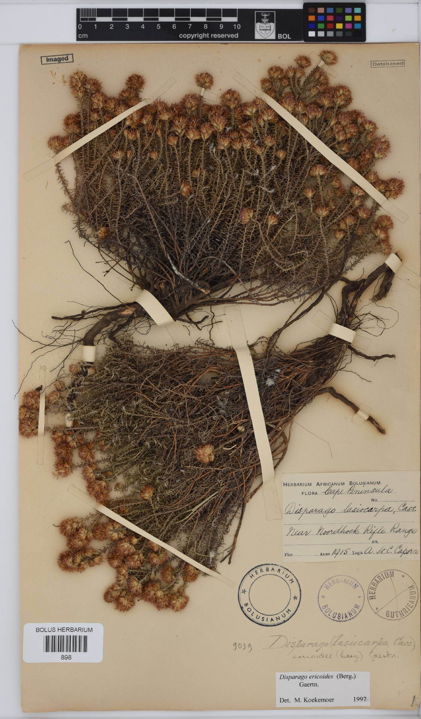 Disparago kraussii image