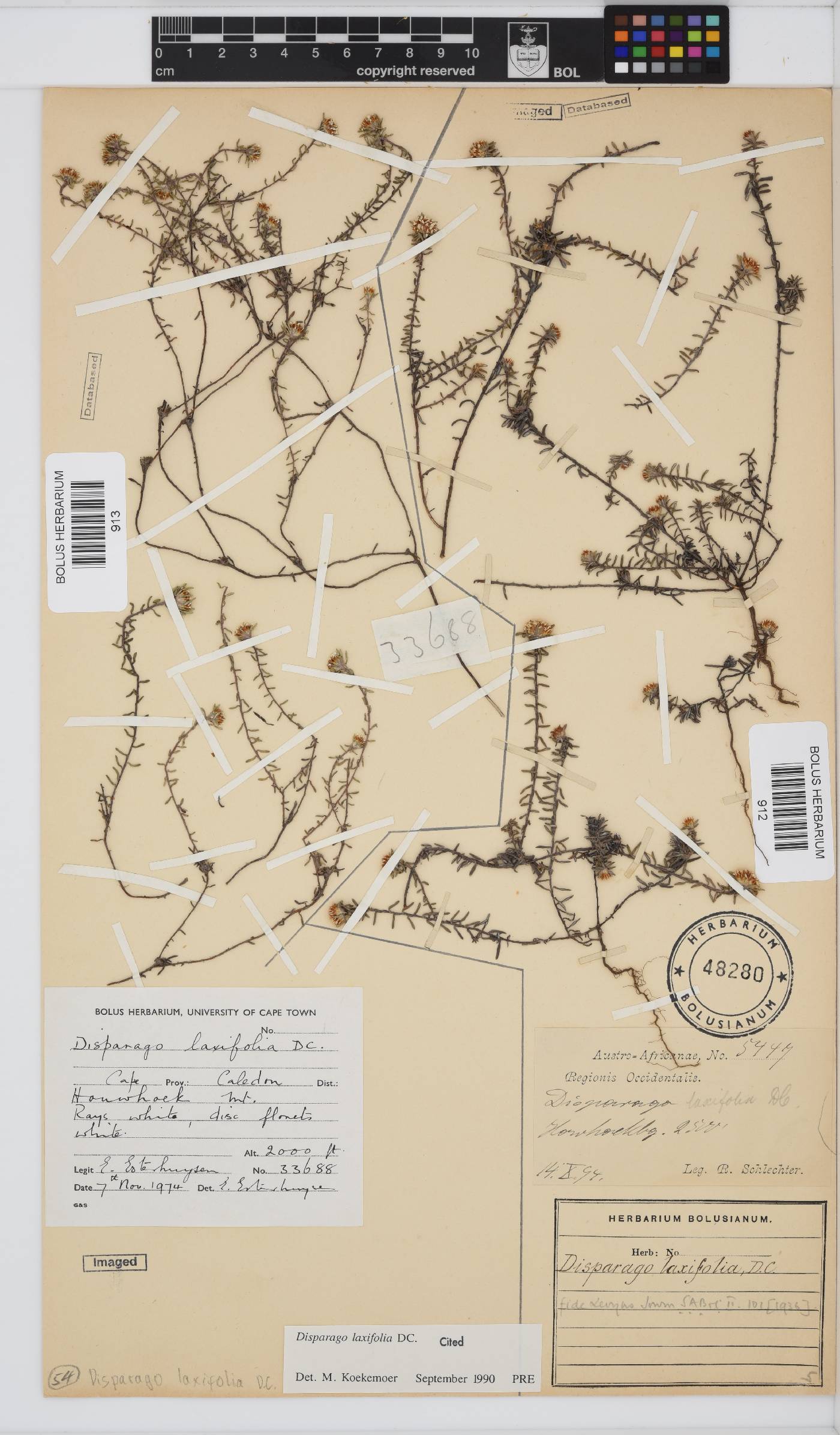 Disparago laxifolia image