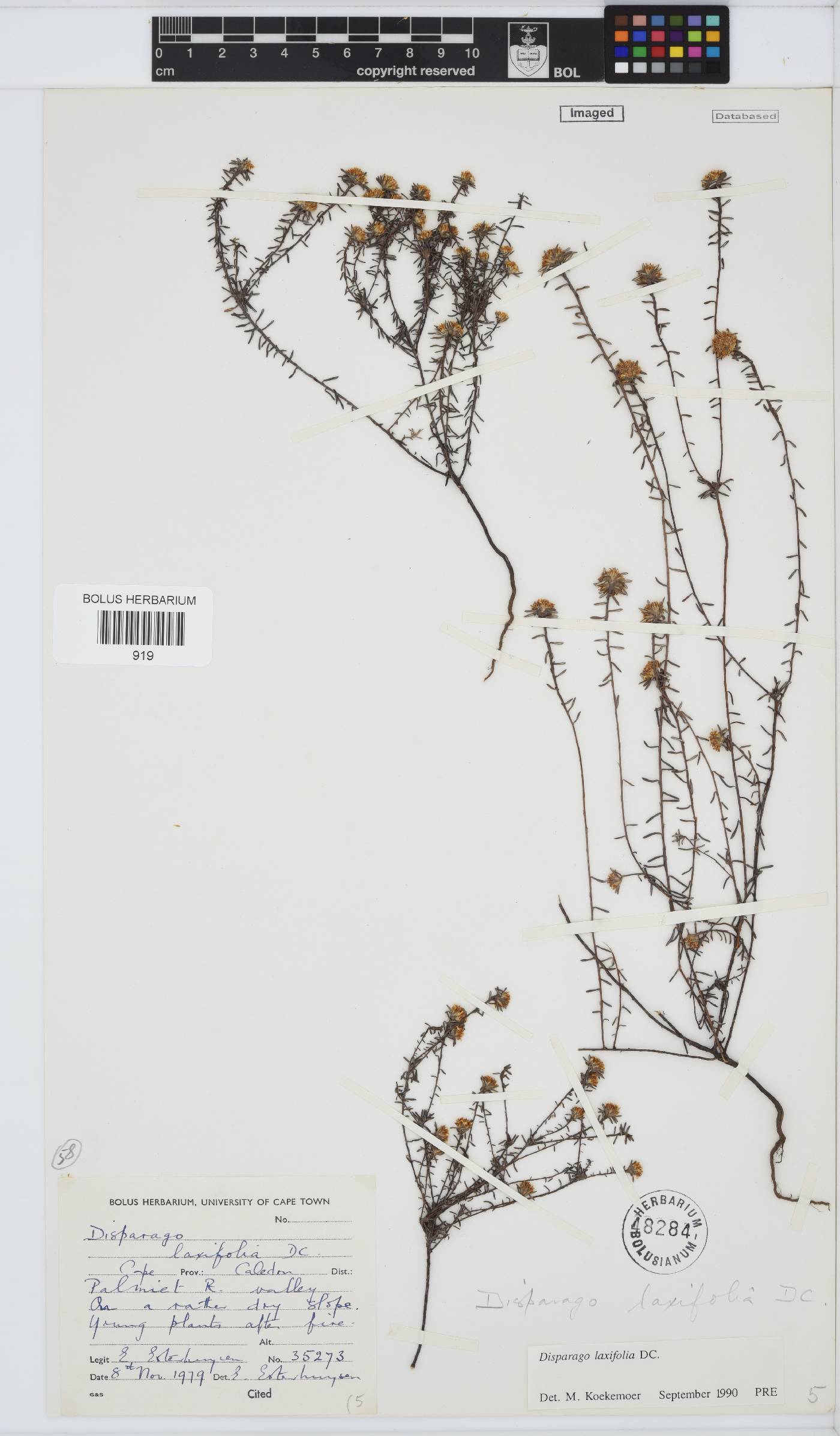 Disparago laxifolia image