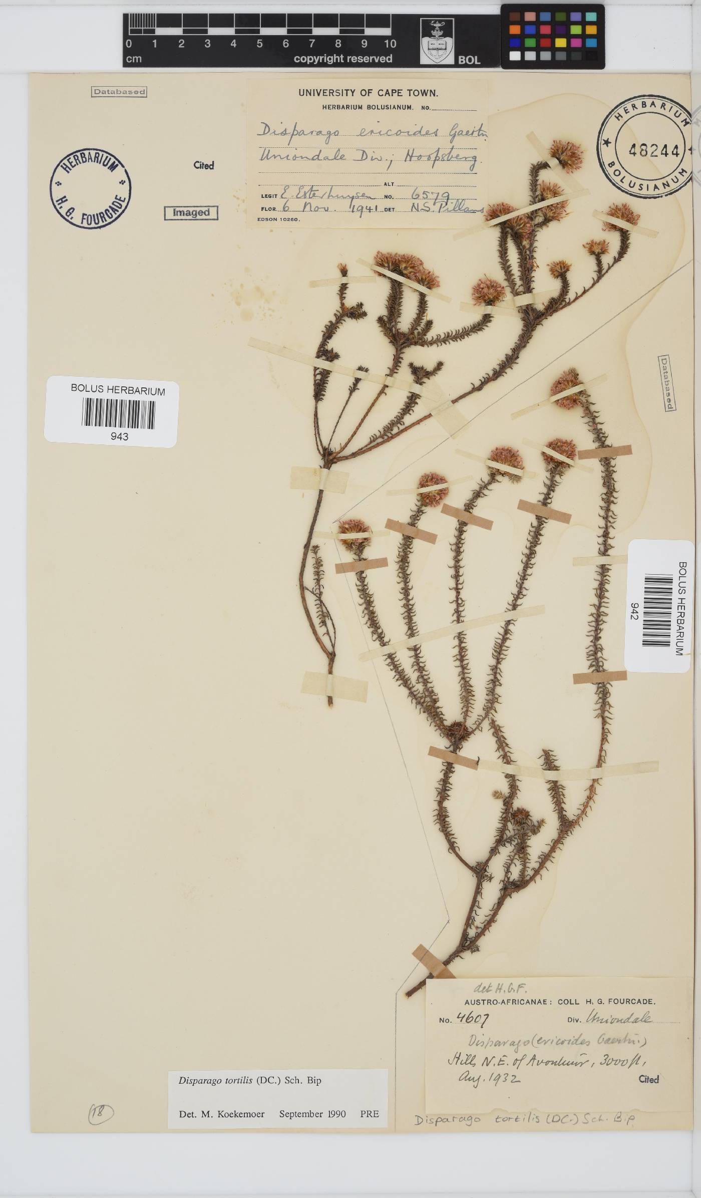 Disparago tortilis image