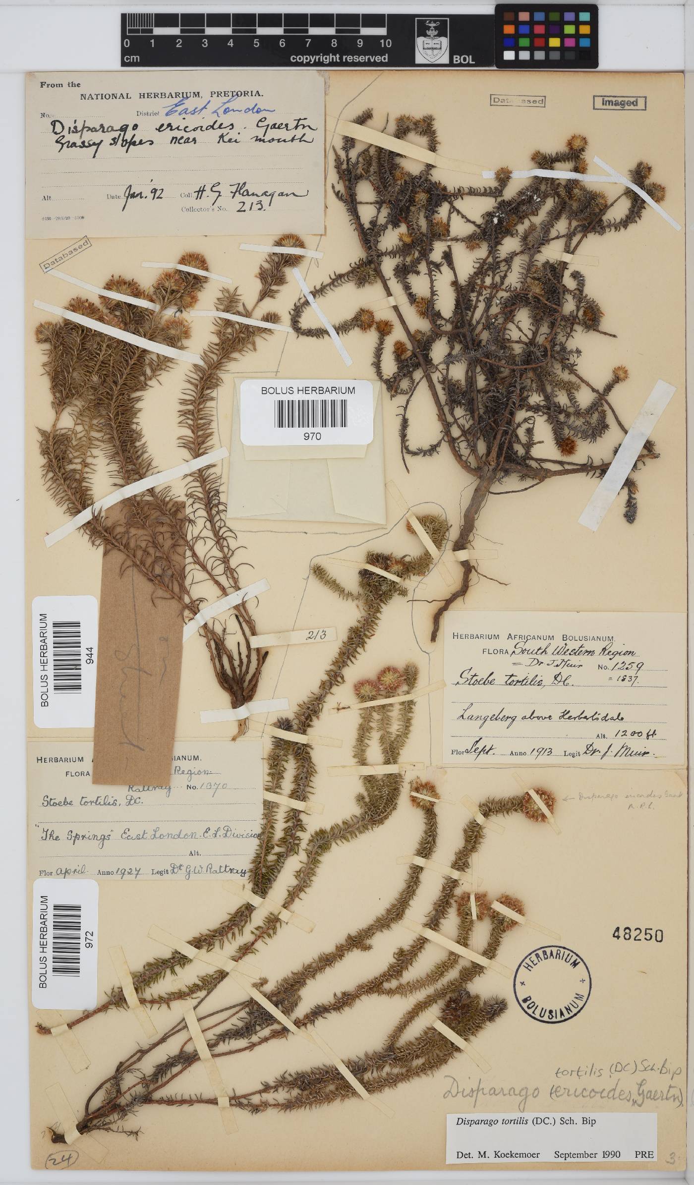 Disparago tortilis image