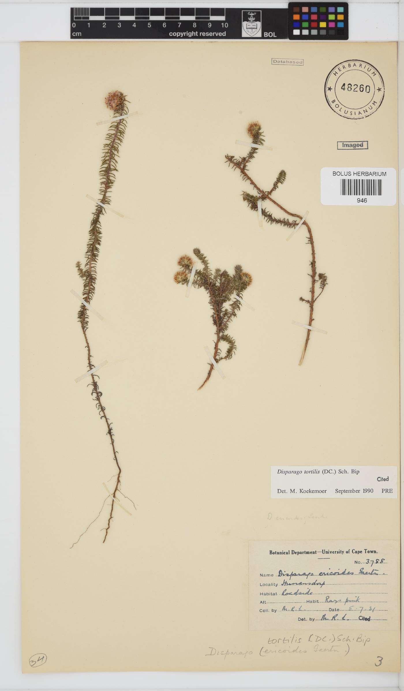 Disparago tortilis image