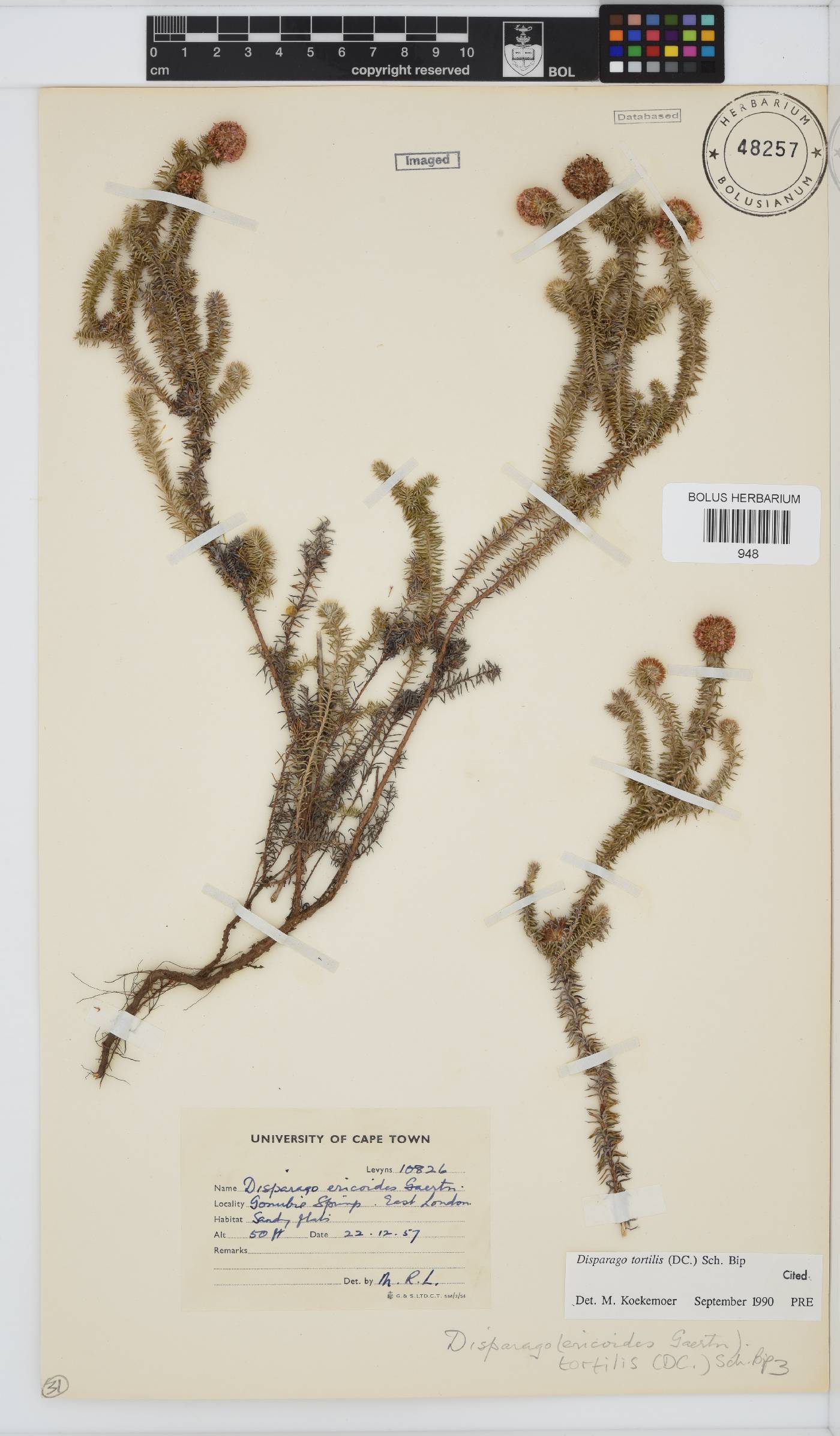 Disparago tortilis image