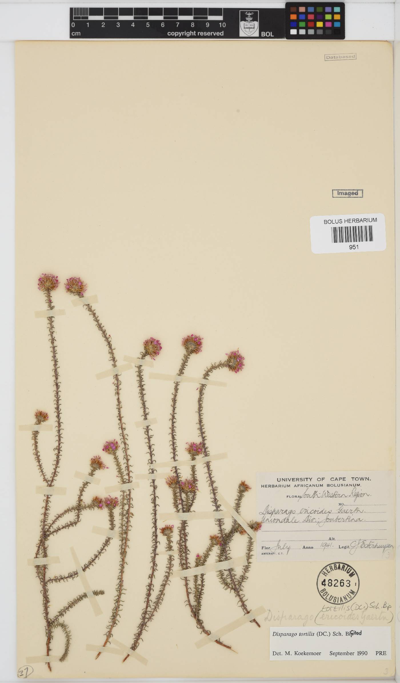 Disparago tortilis image