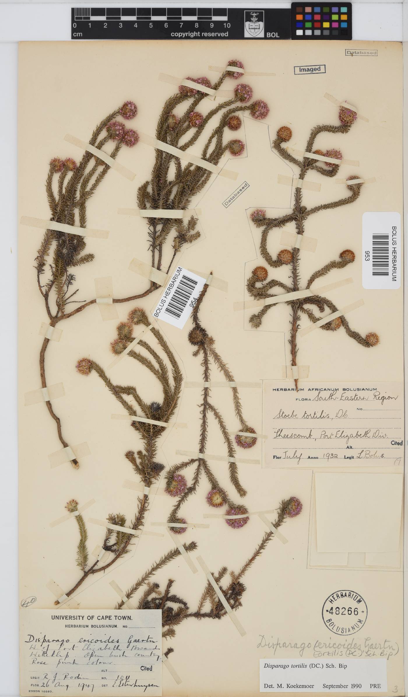 Disparago tortilis image