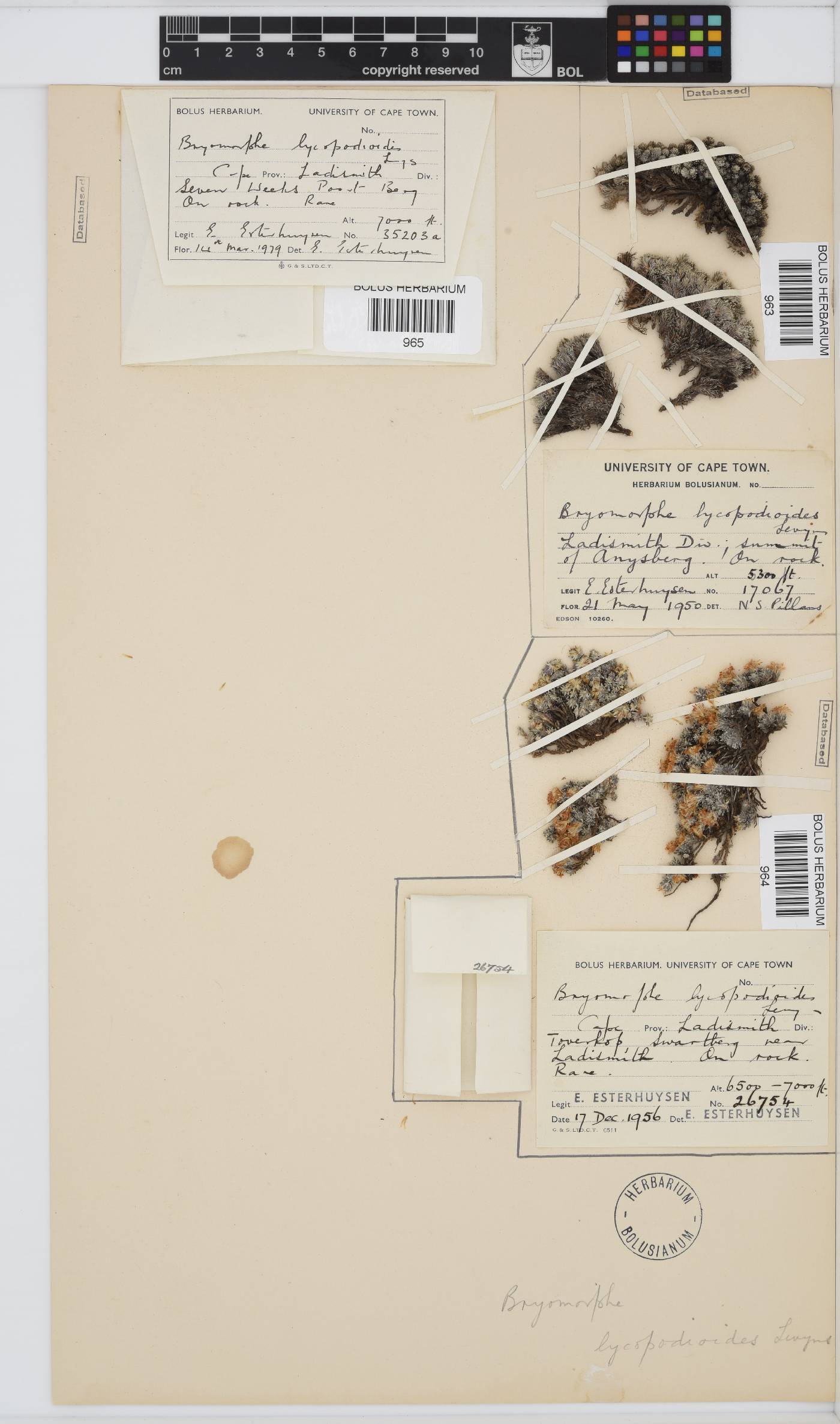 Dolichothrix ericoides image