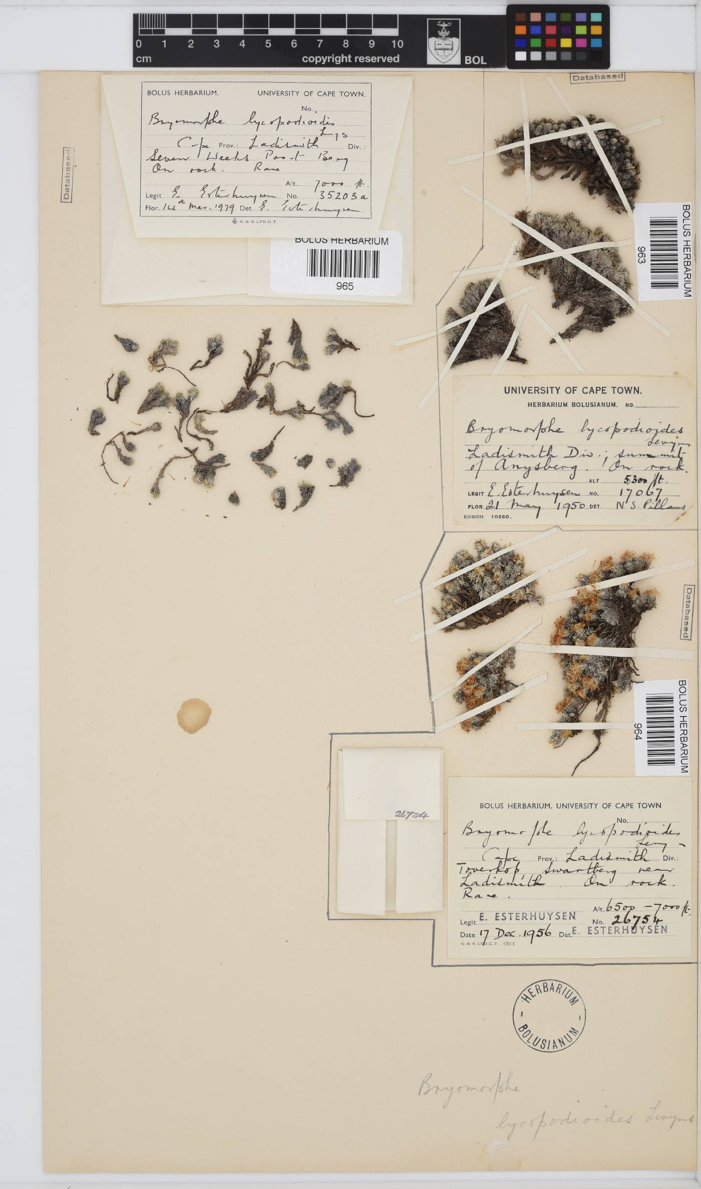 Dolichothrix ericoides image
