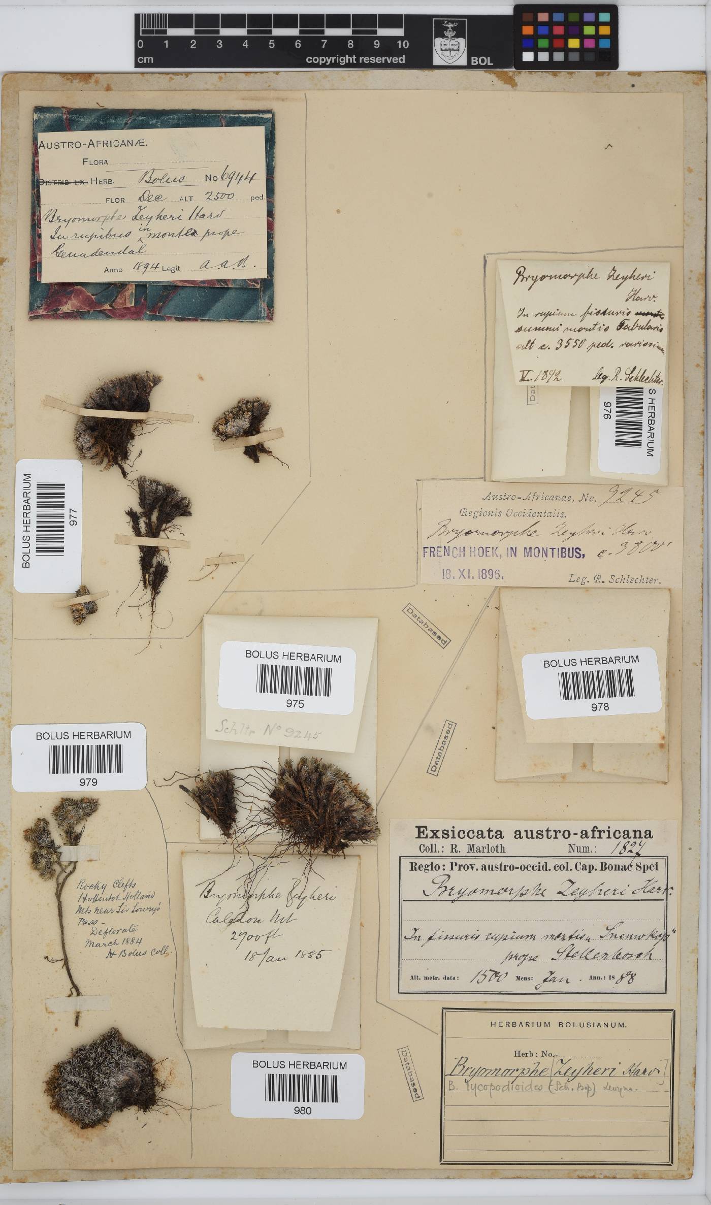 Dolichothrix ericoides image