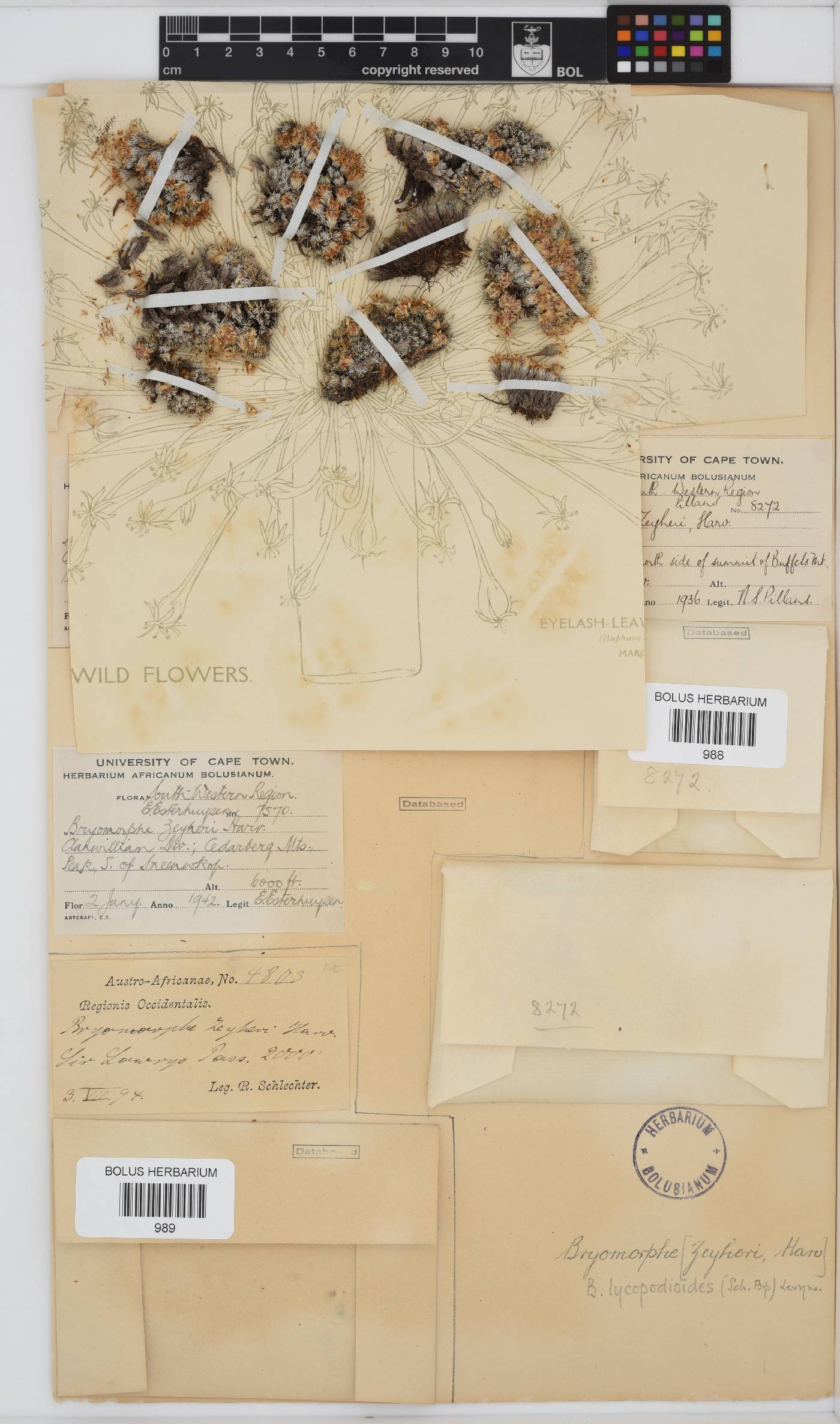 Dolichothrix image