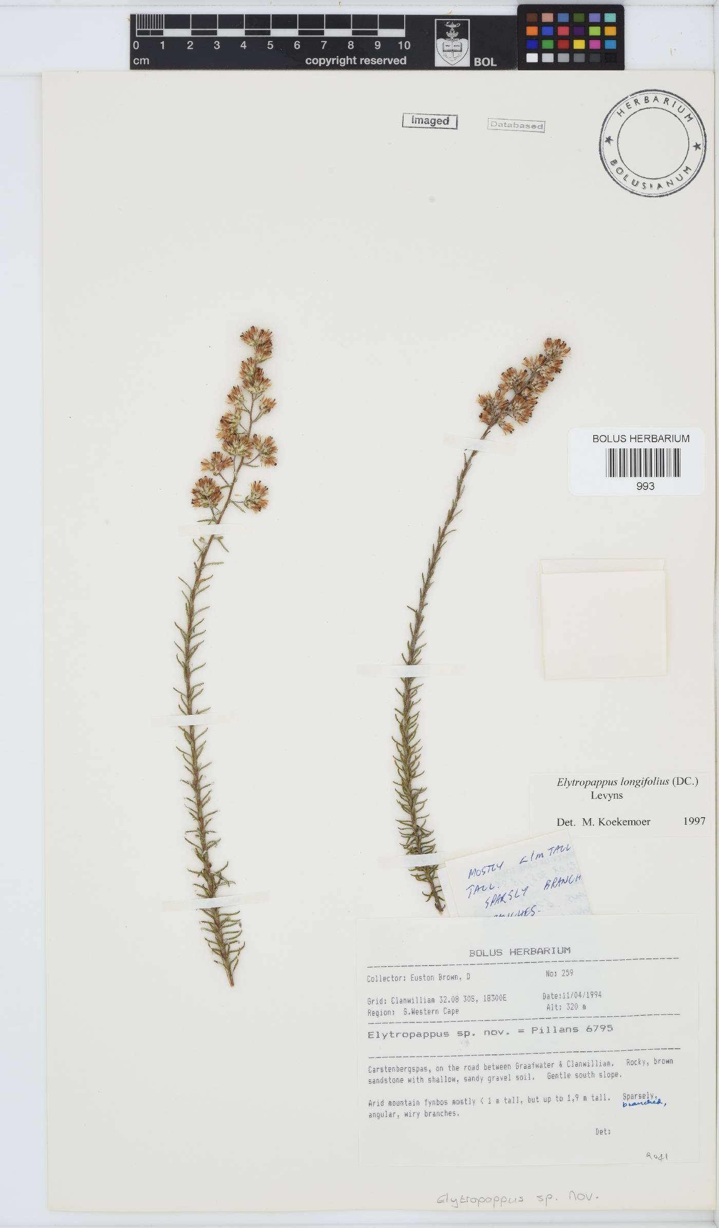 Myrovernix longifolius image