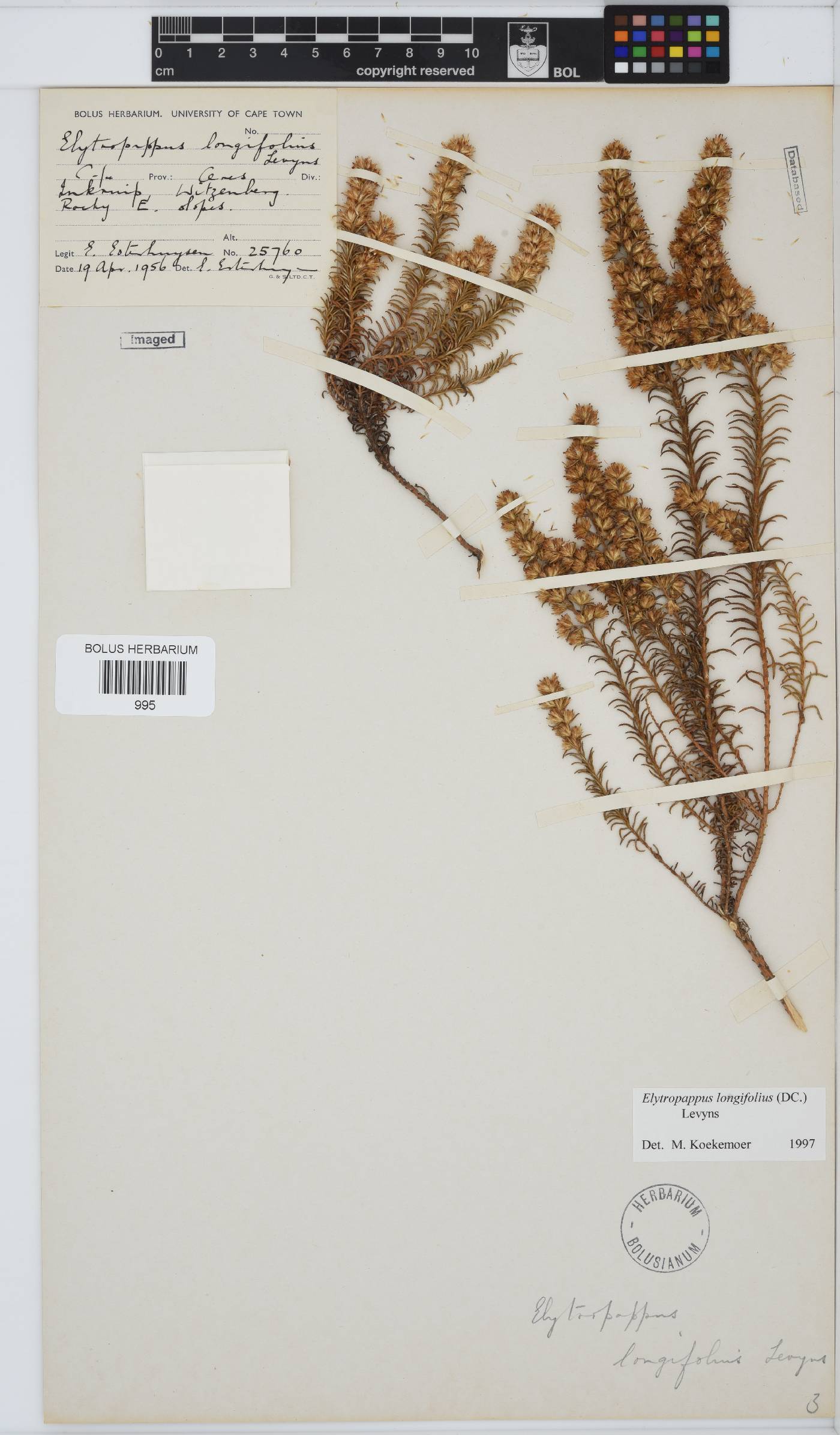 Myrovernix longifolius image