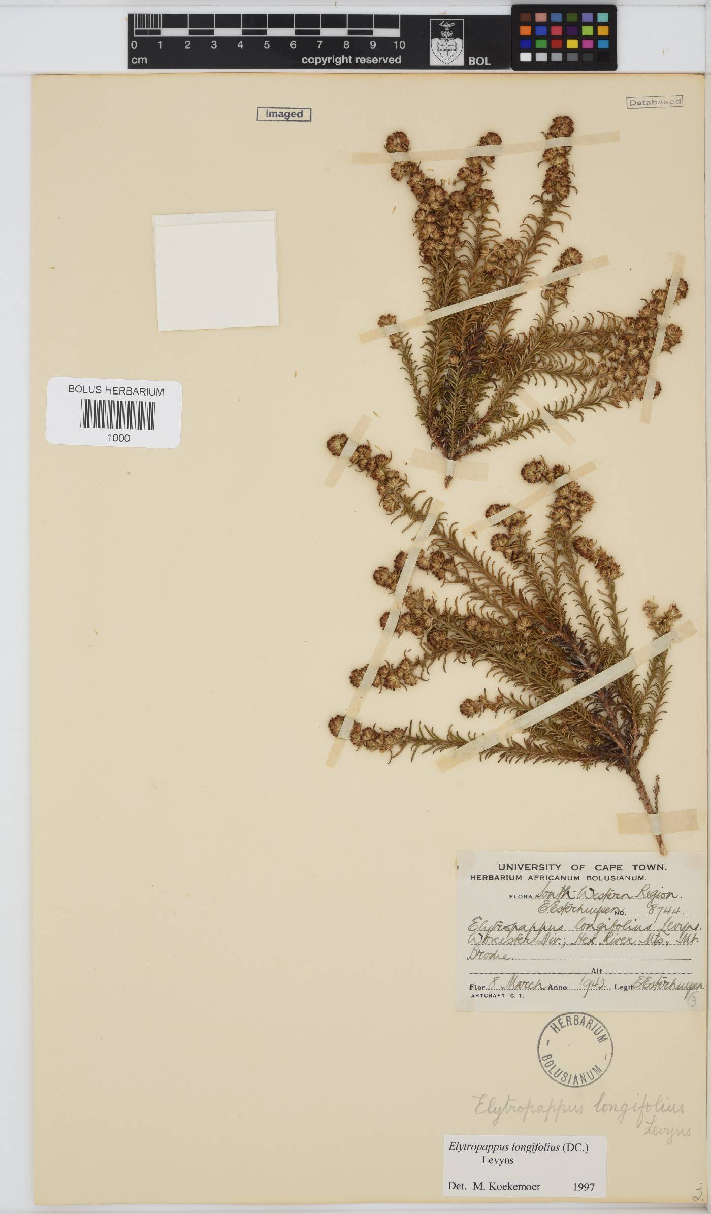 Myrovernix longifolius image