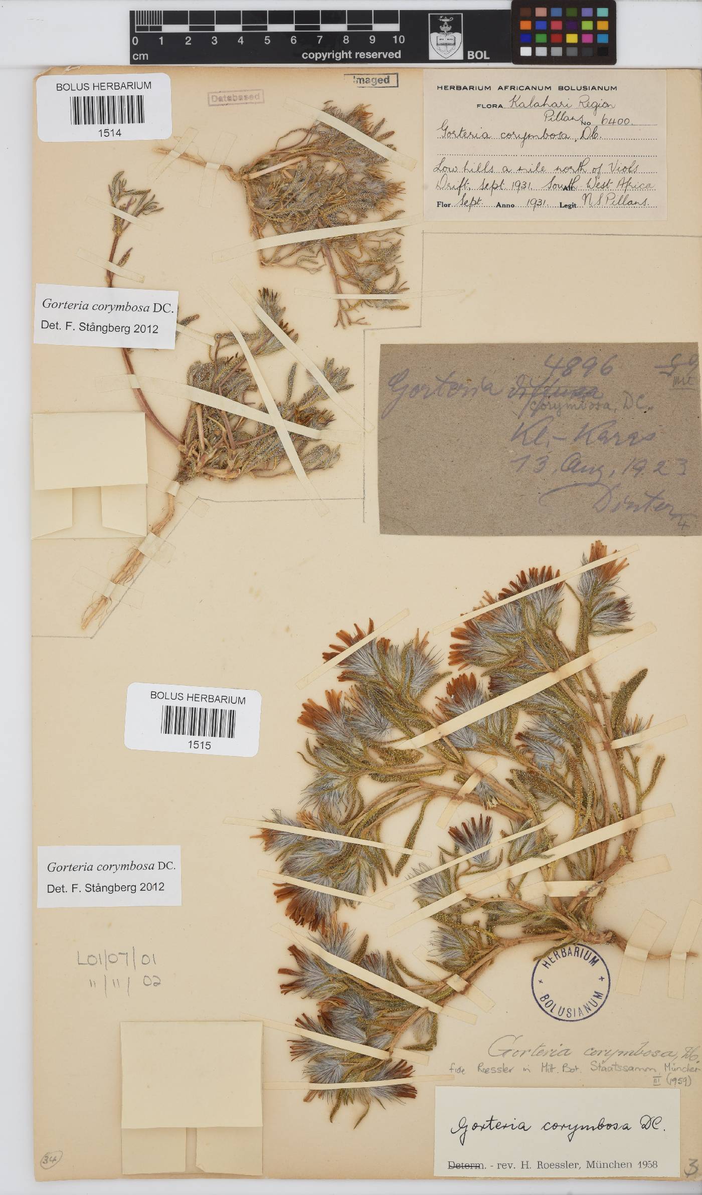 Gorteria corymbosa image