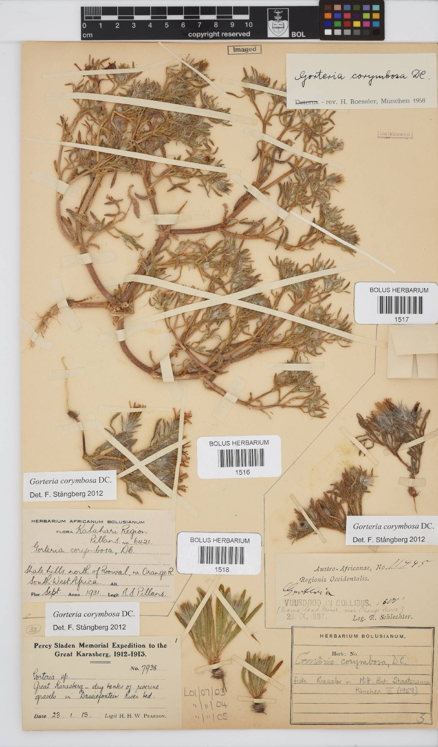 Gorteria corymbosa image