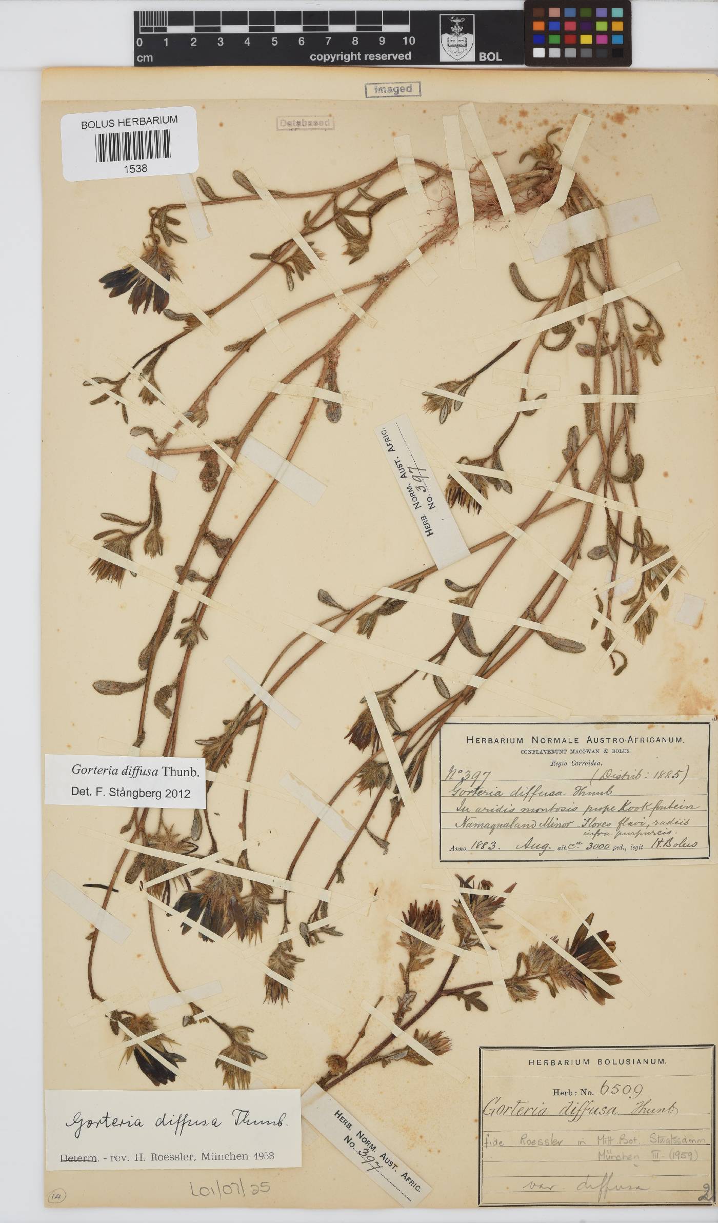 Gorteria diffusa image