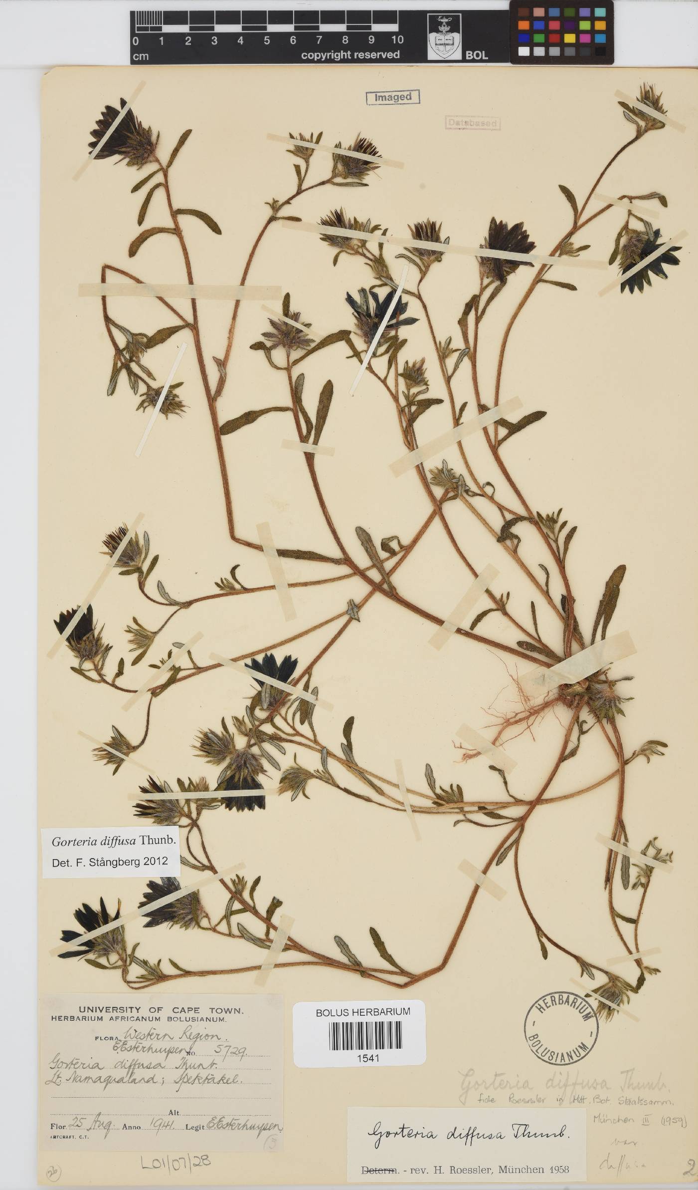 Gorteria diffusa image