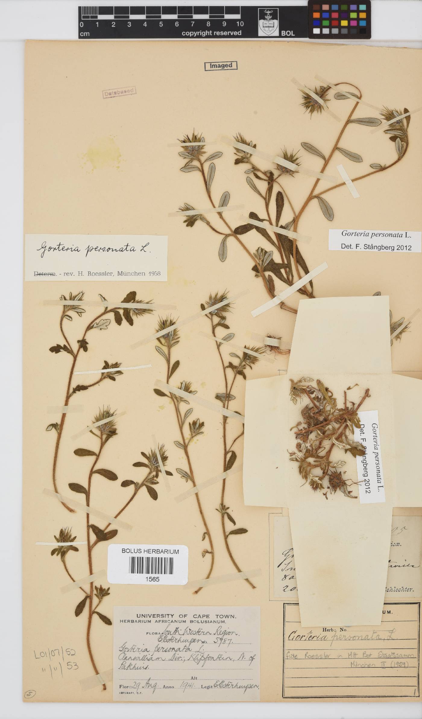 Gorteria personata image