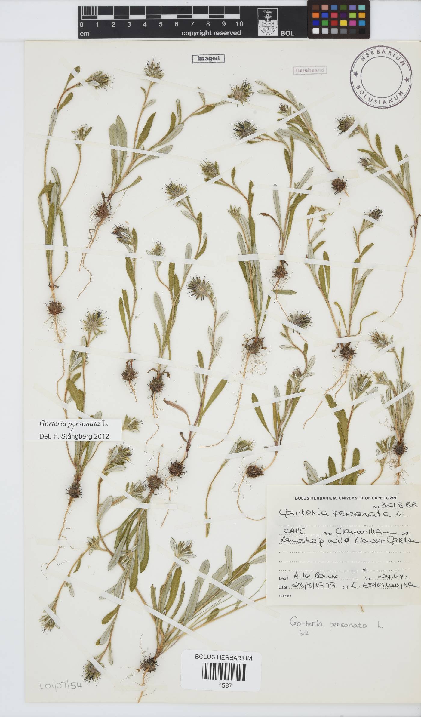 Gorteria personata image