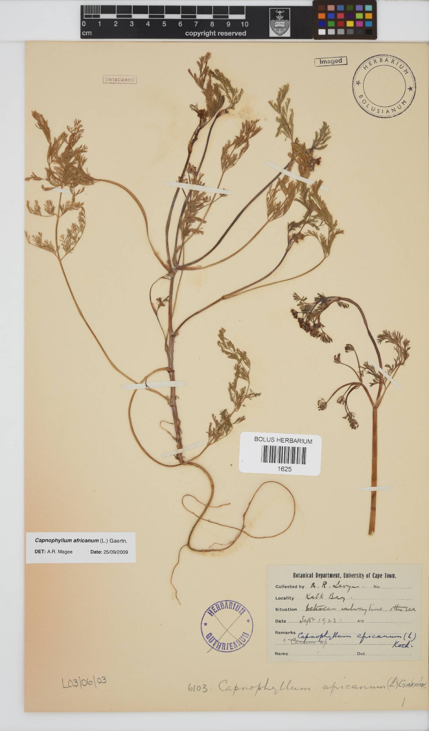 Capnophyllum africanum image