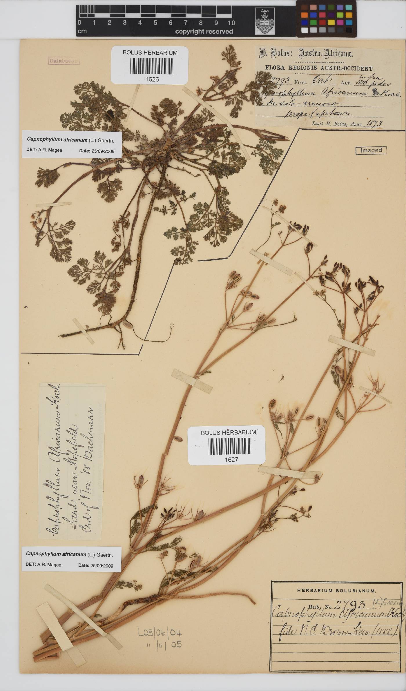 Capnophyllum africanum image