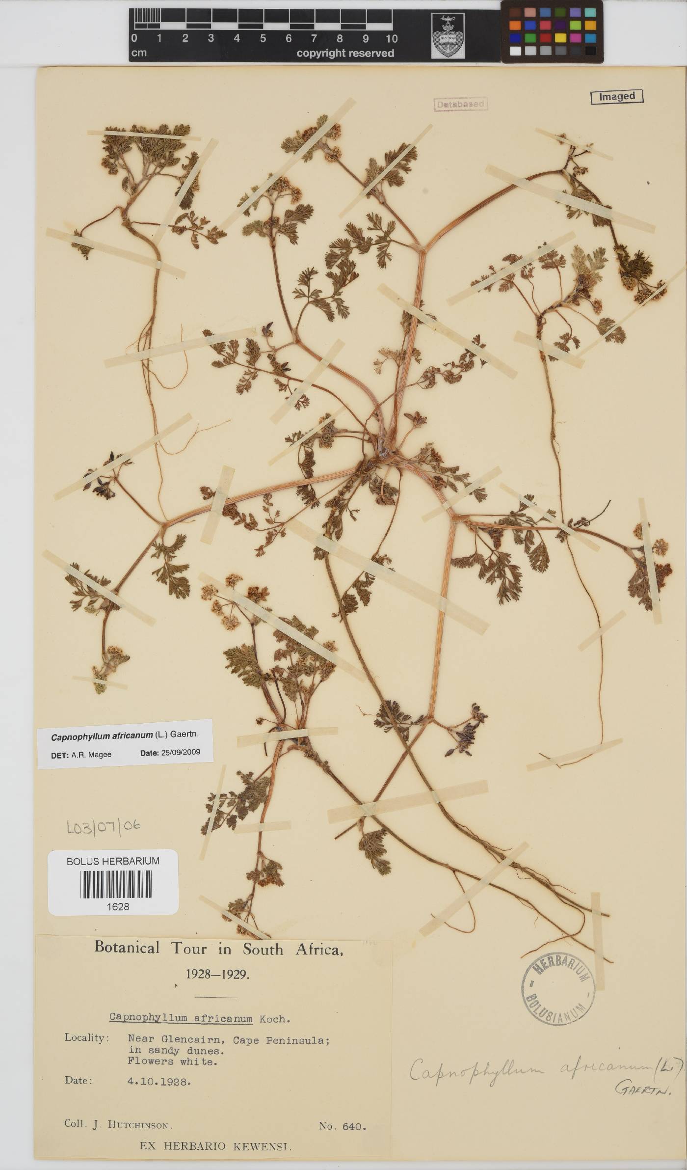 Capnophyllum africanum image