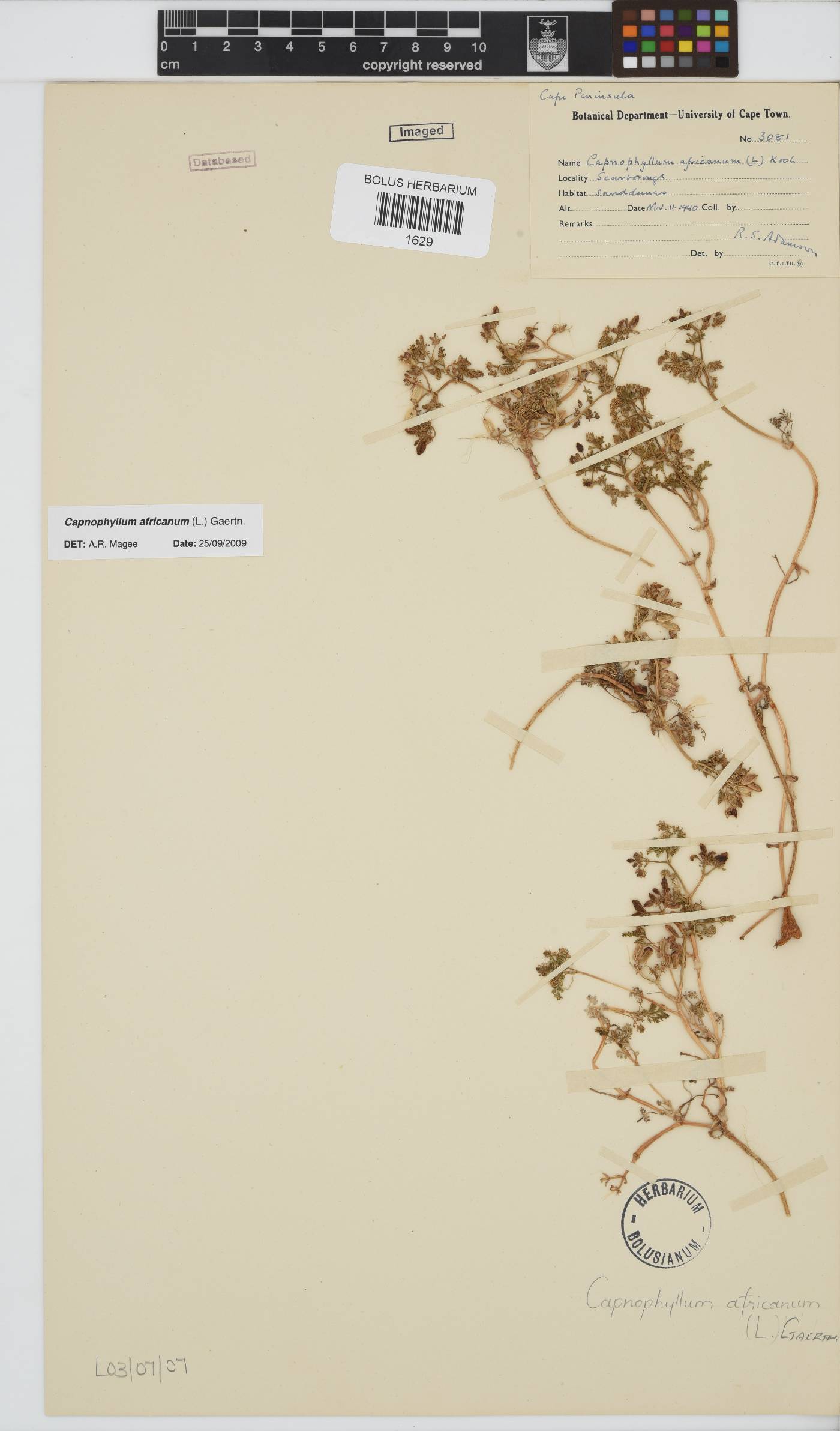 Capnophyllum africanum image