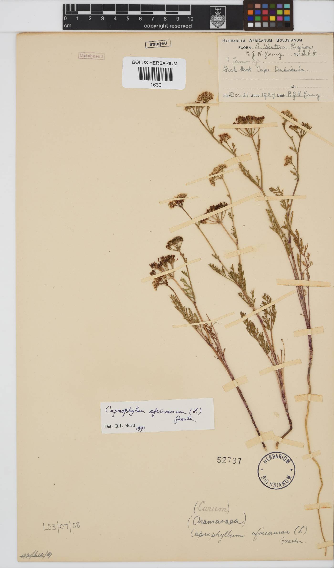 Capnophyllum africanum image