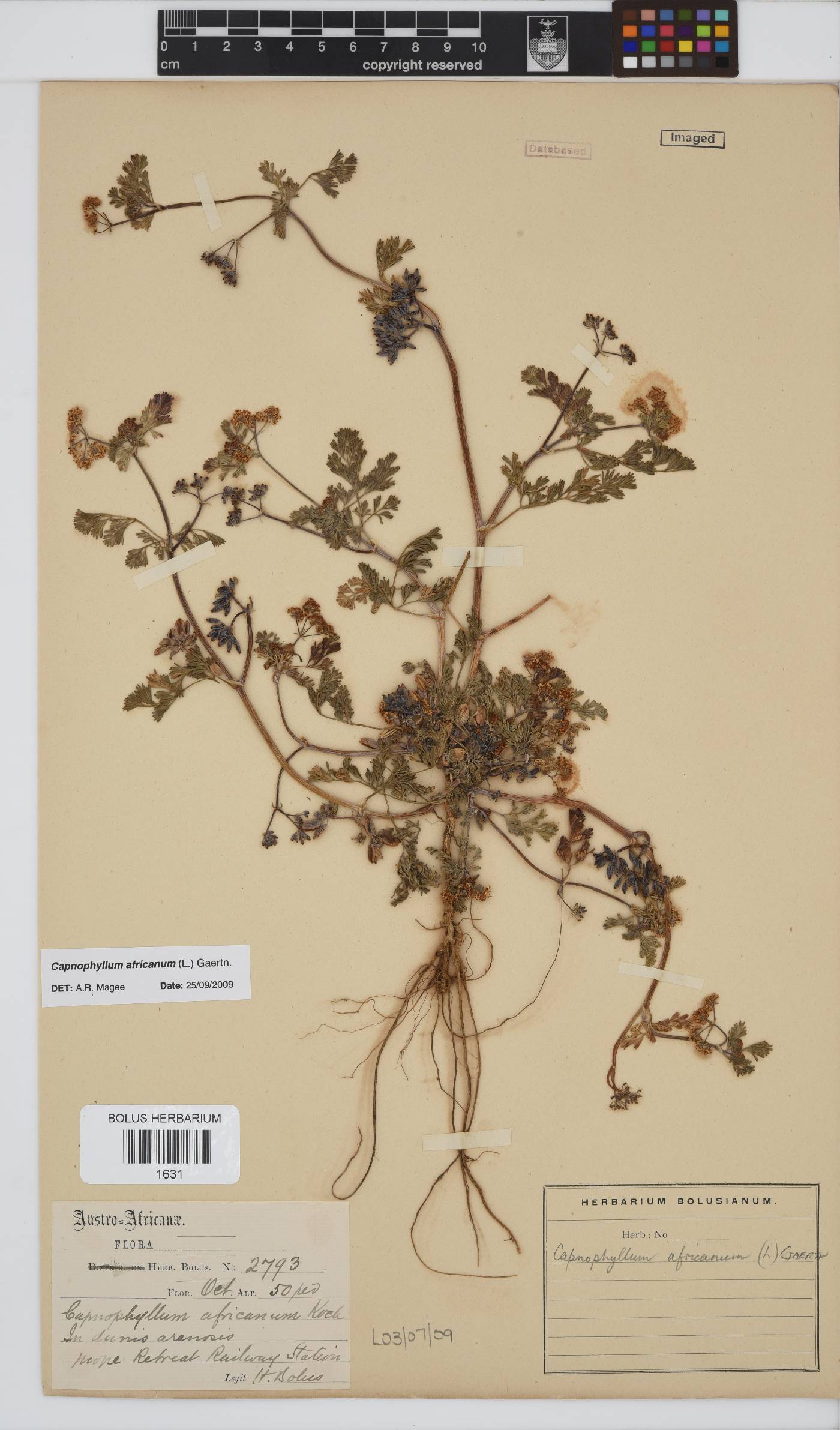 Capnophyllum image