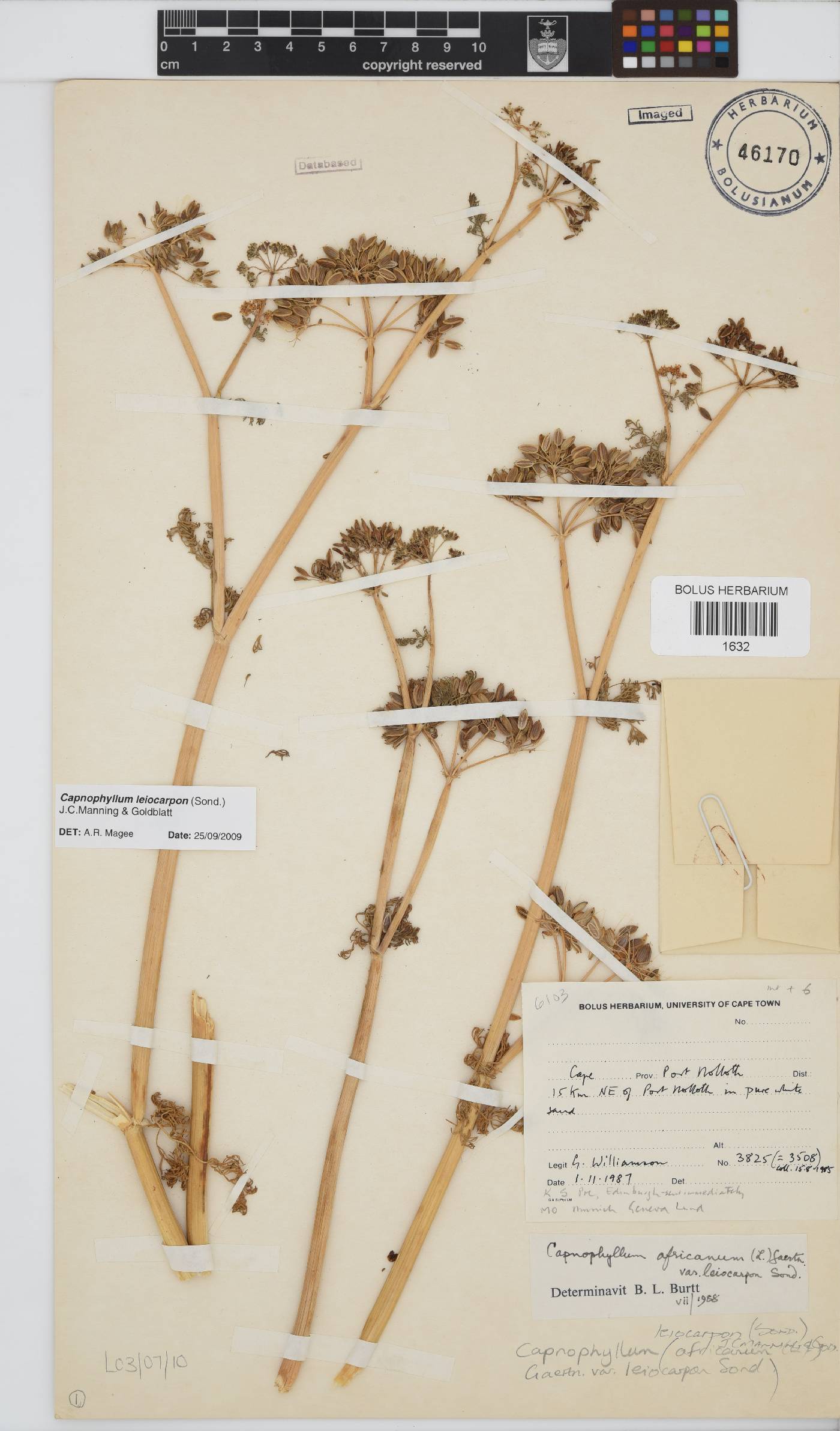 Capnophyllum leiocarpon image