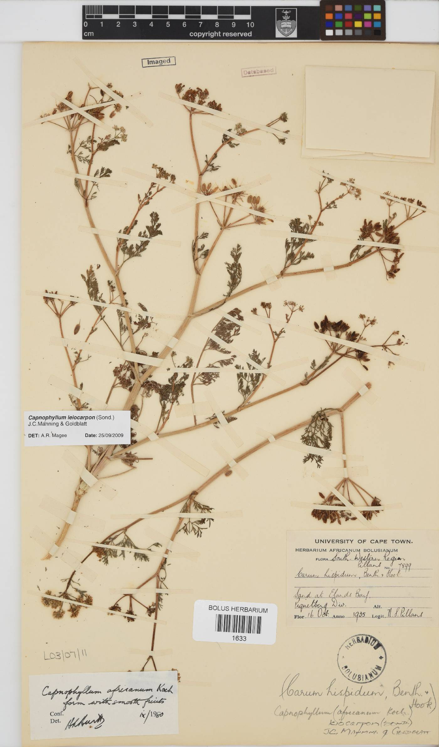 Capnophyllum image