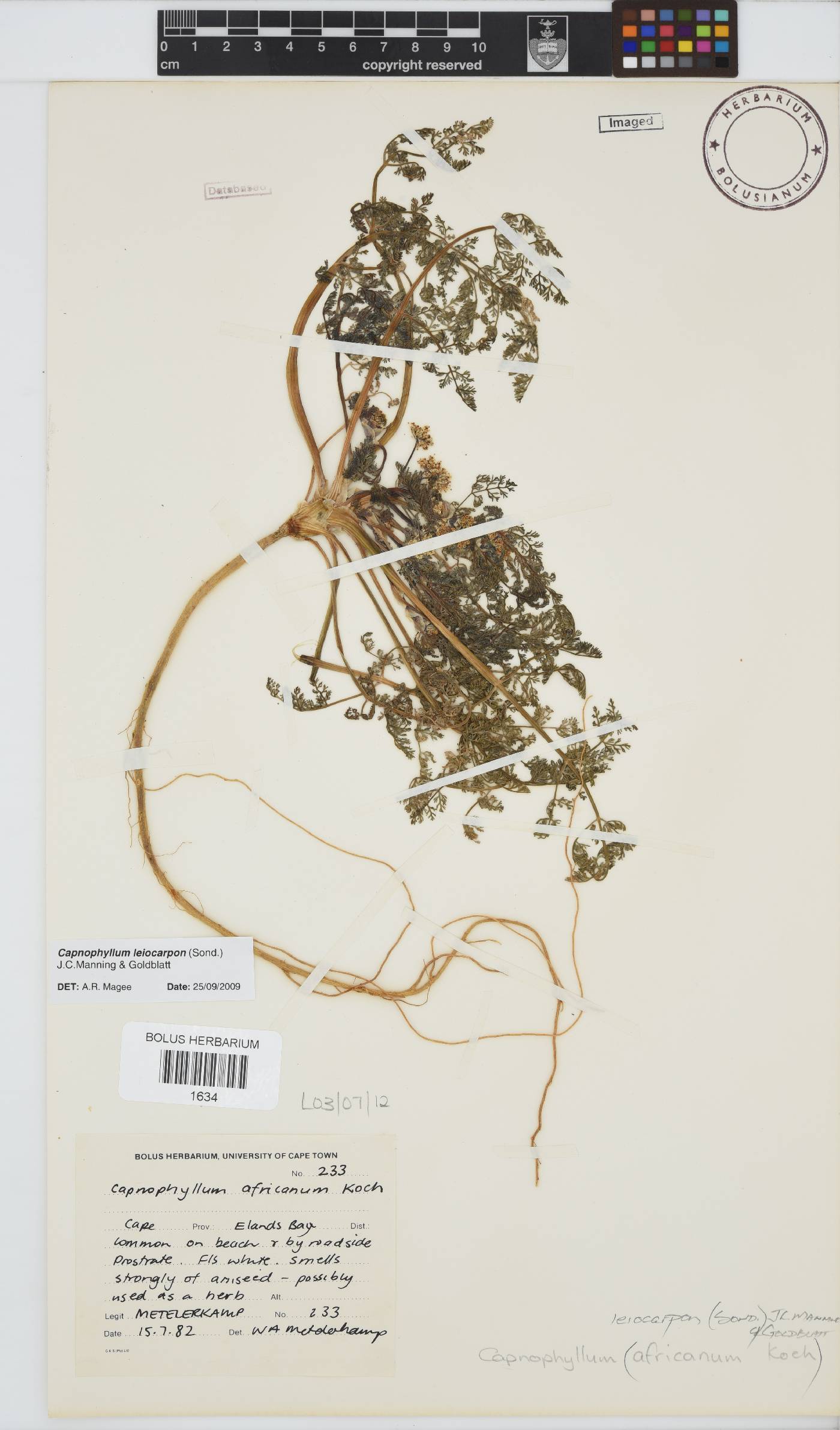 Capnophyllum leiocarpon image