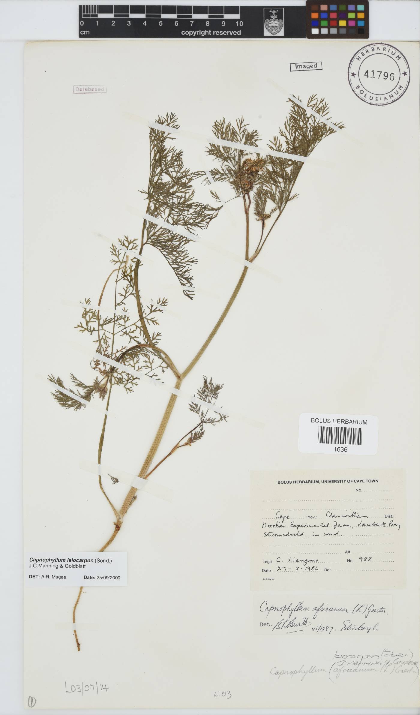 Capnophyllum leiocarpon image