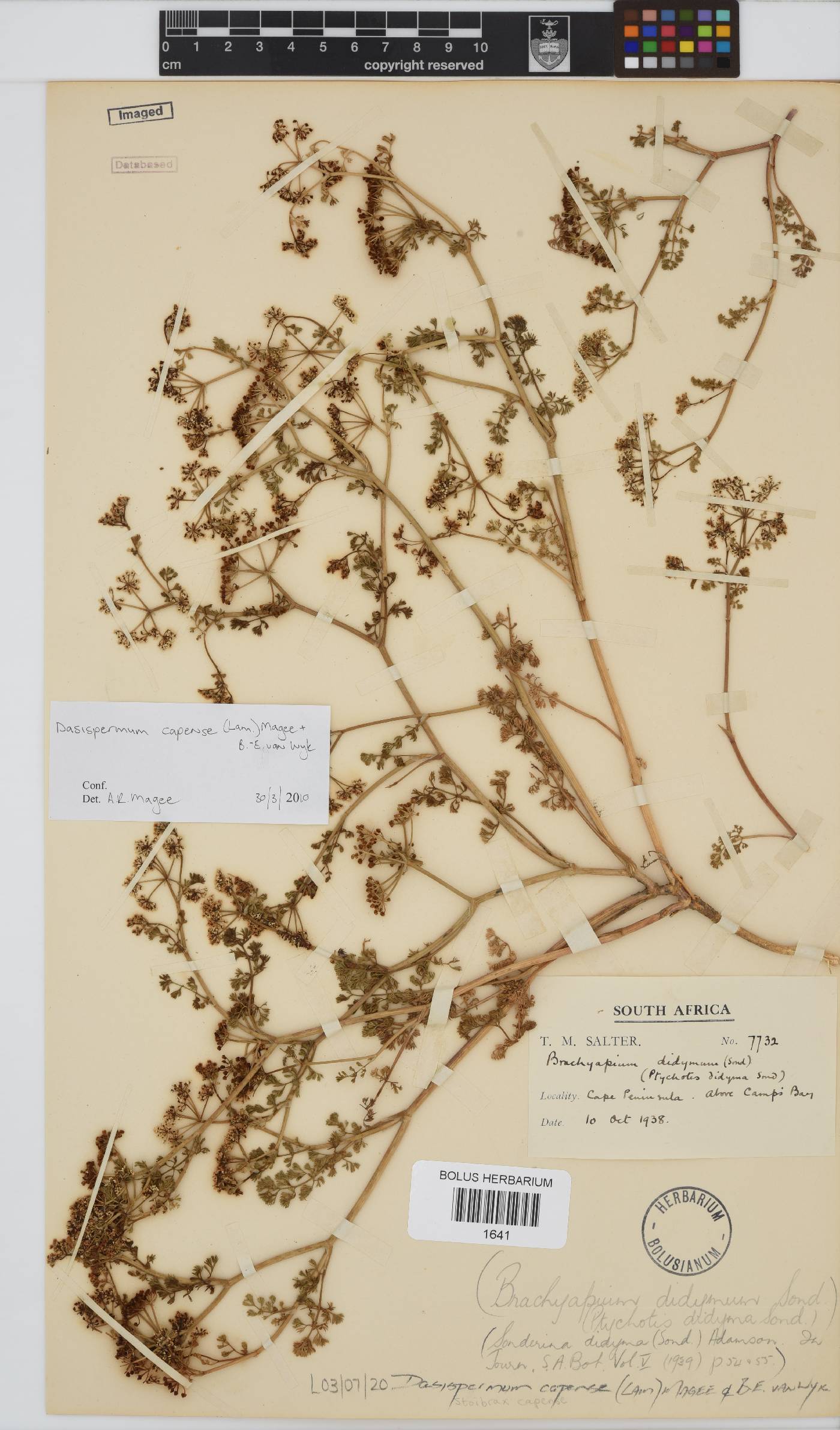 Dasispermum capense image