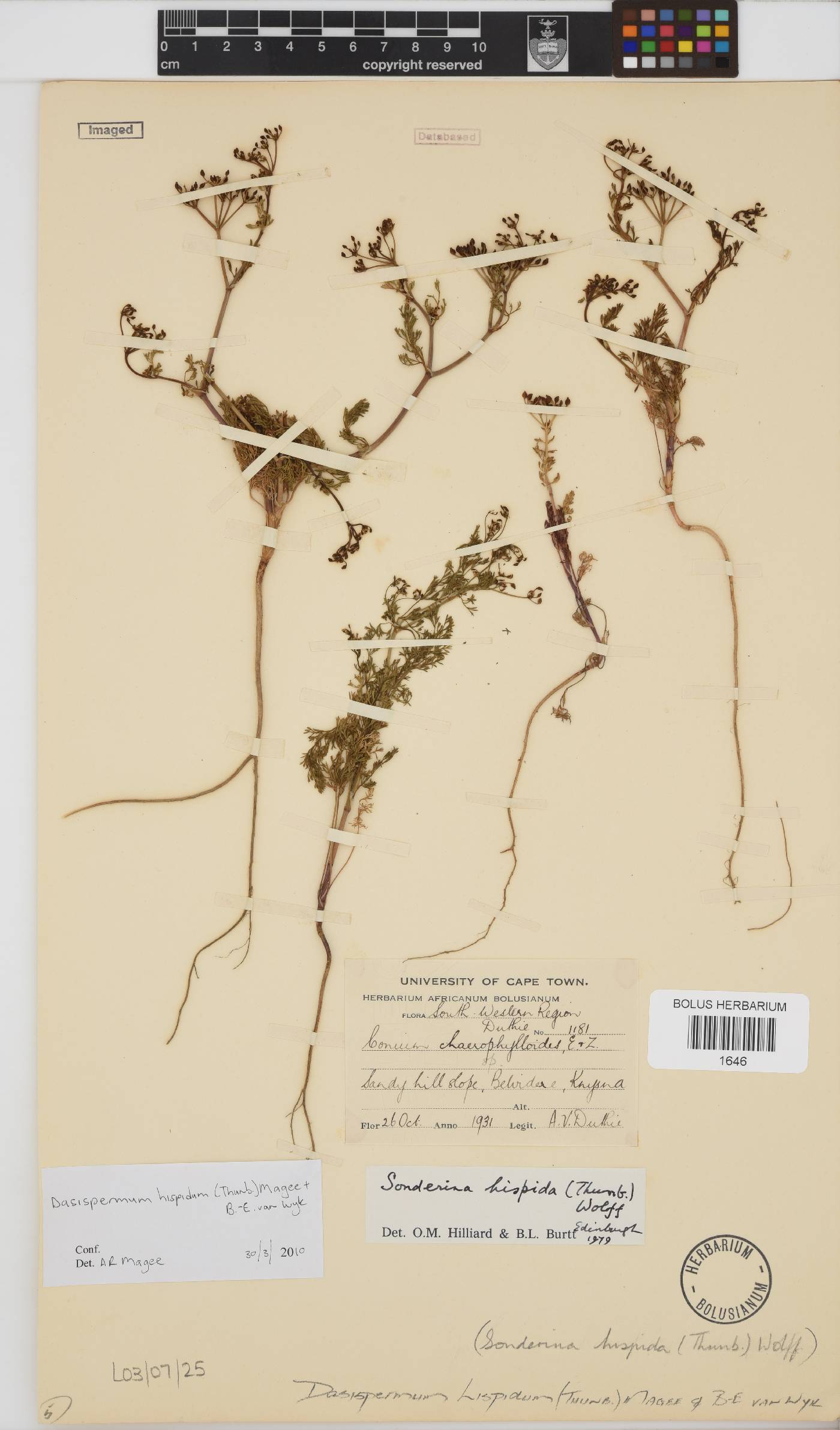 Dasispermum hispidum image