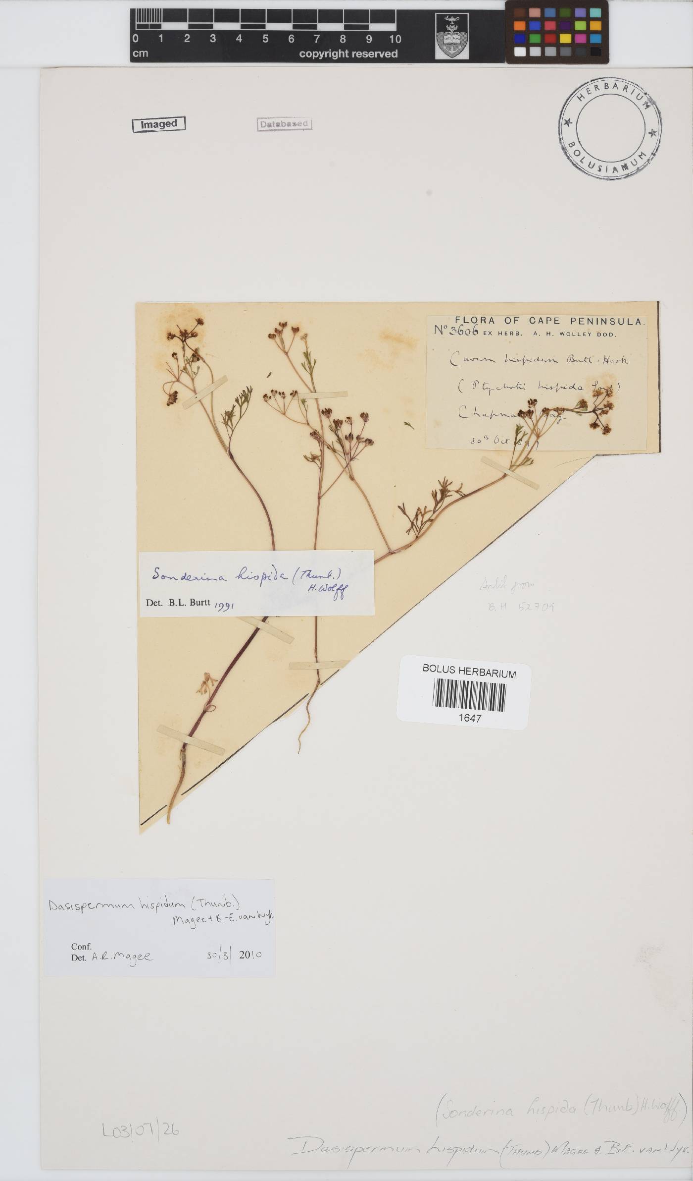Dasispermum hispidum image