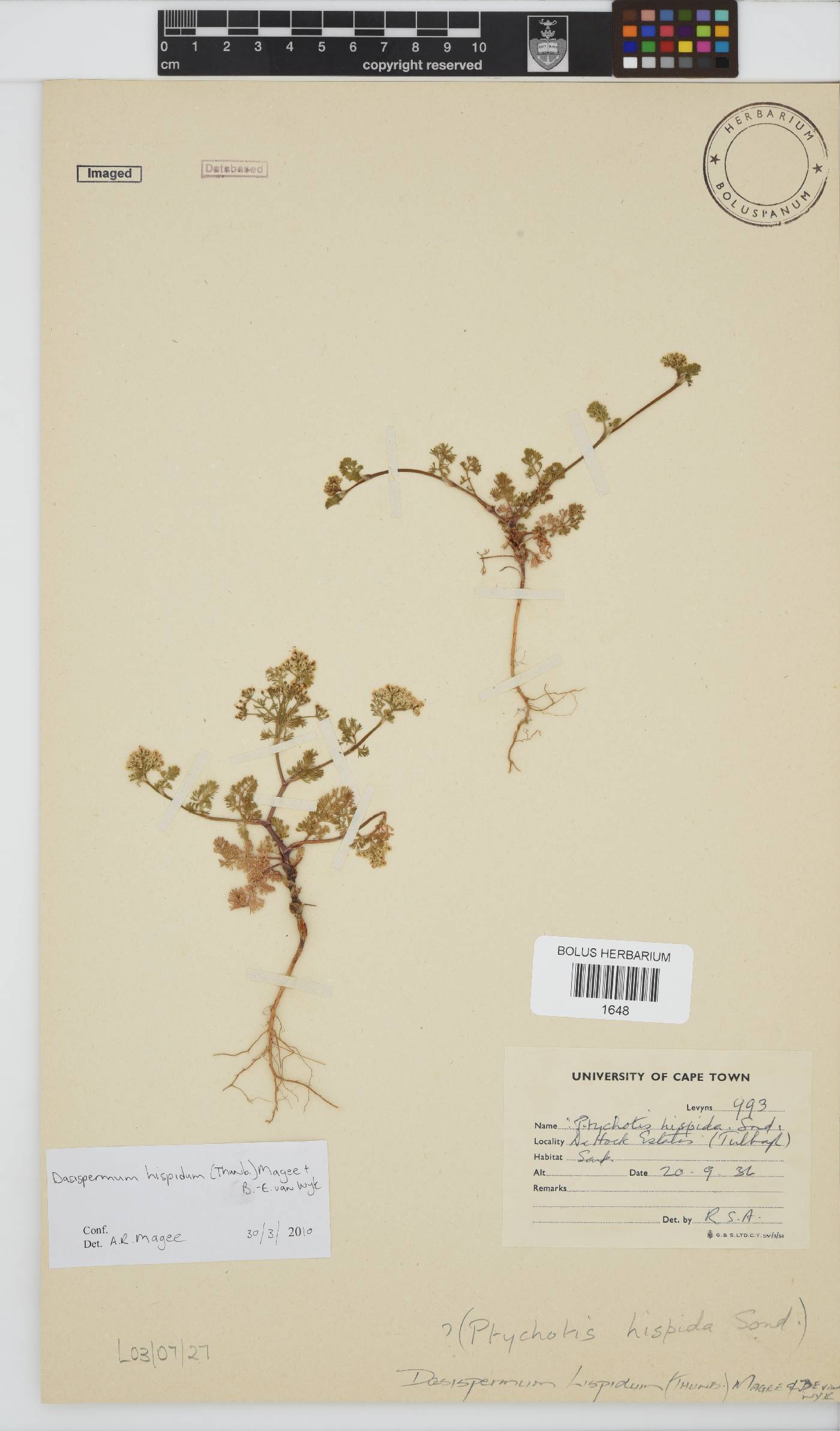 Dasispermum hispidum image
