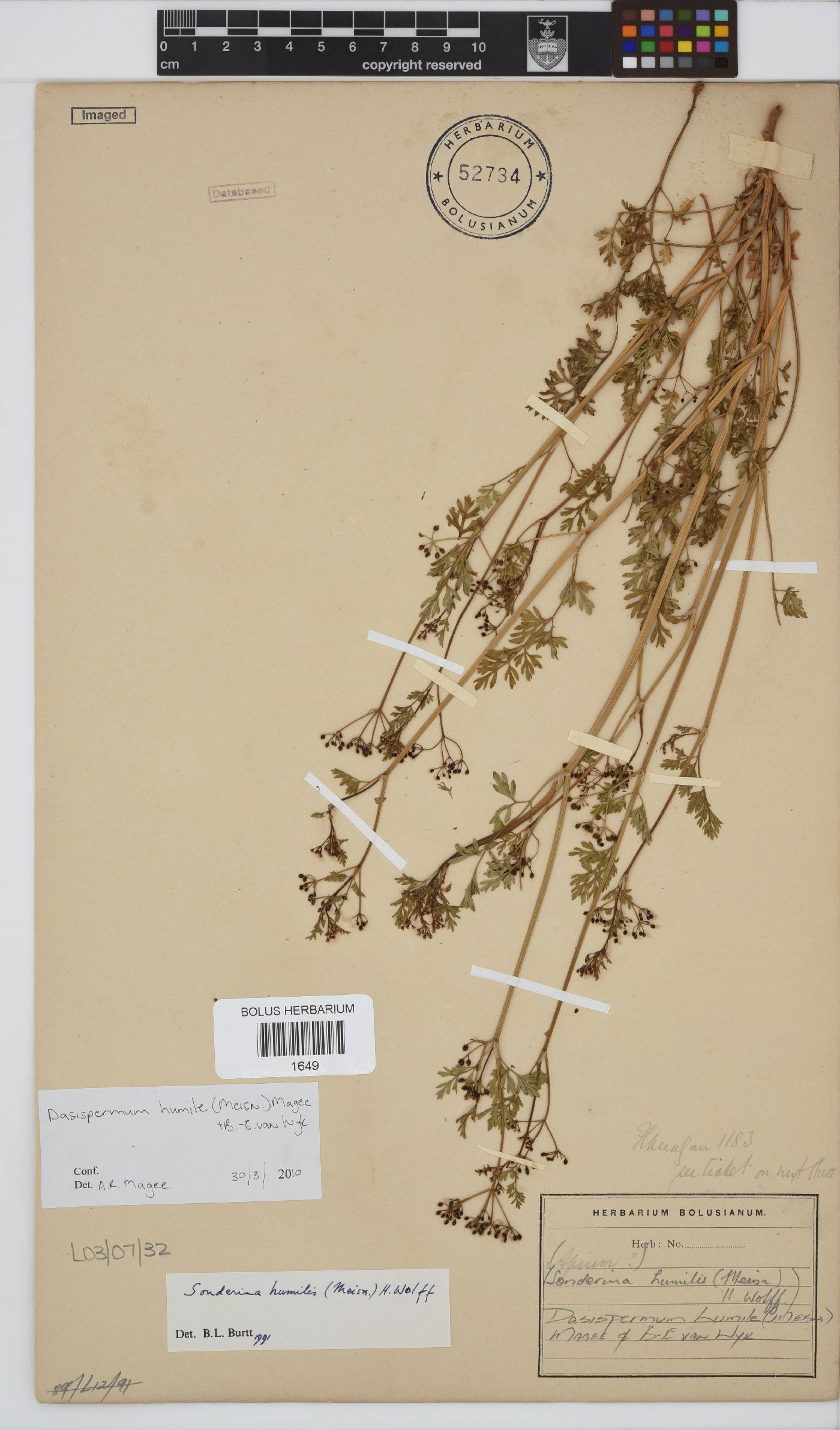 Dasispermum humile image