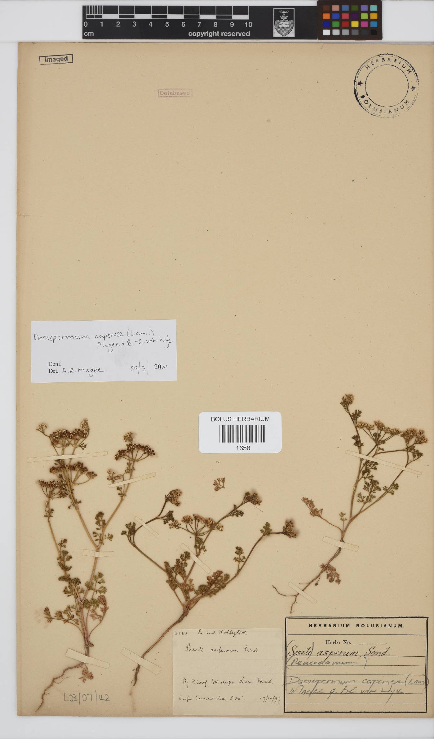 Dasispermum capense image